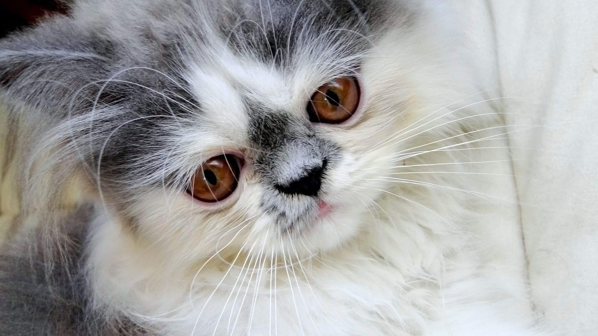 Wallpaper Persian cat 