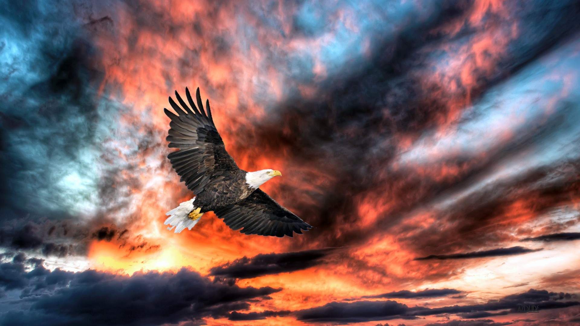 Wallpaper Eagle in flight sunset