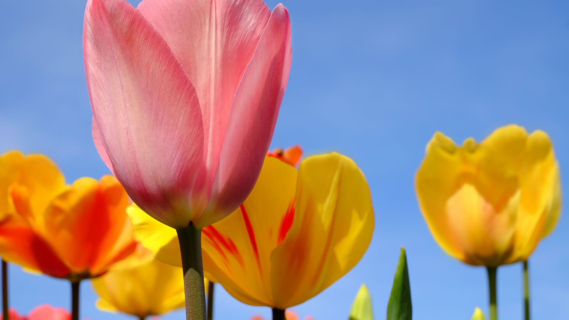 Wallpaper Tulip flowers, blossom, pink, yellow