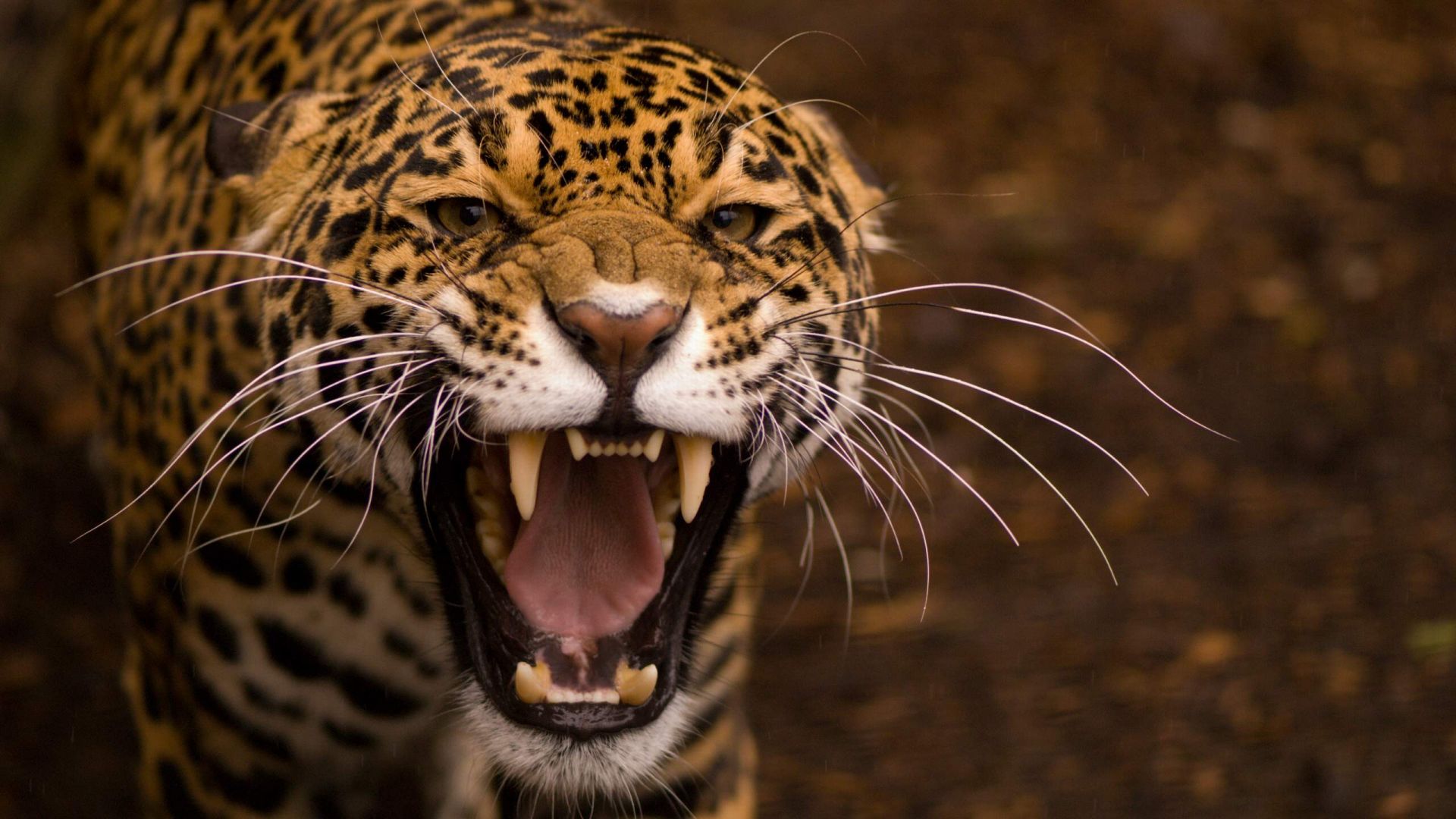 Wallpaper Jaguar a Wild & Big Cat