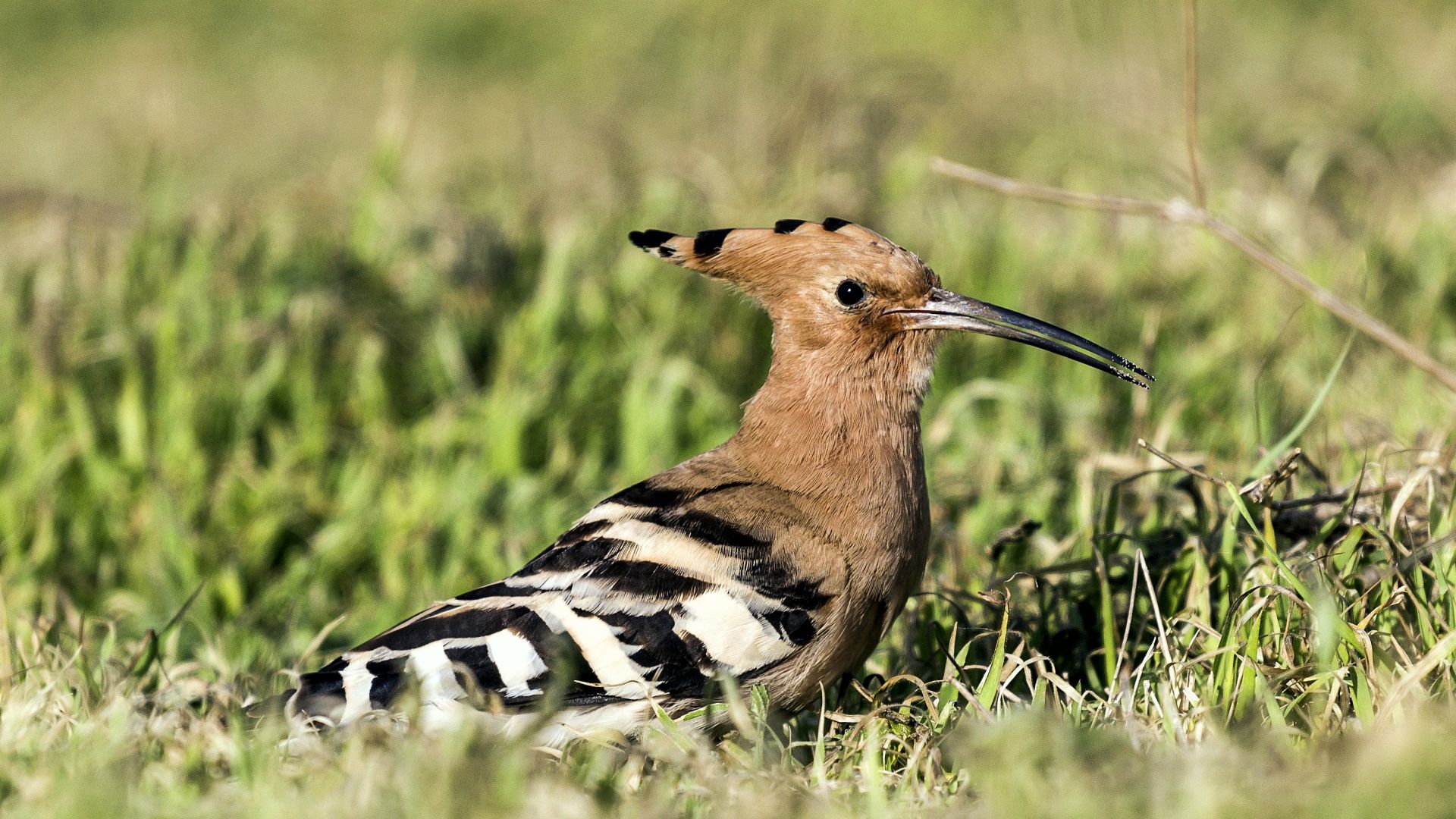 Wallpaper Woodpecker, bird, grass