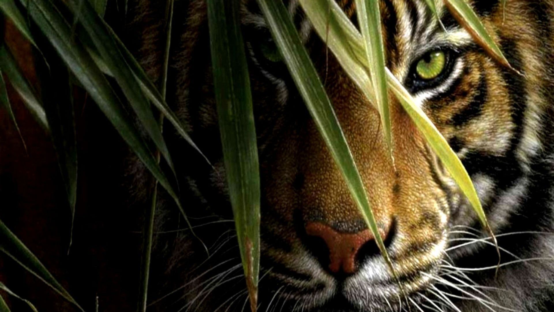 Wallpaper Tiger, predator, muzzle, behind grass