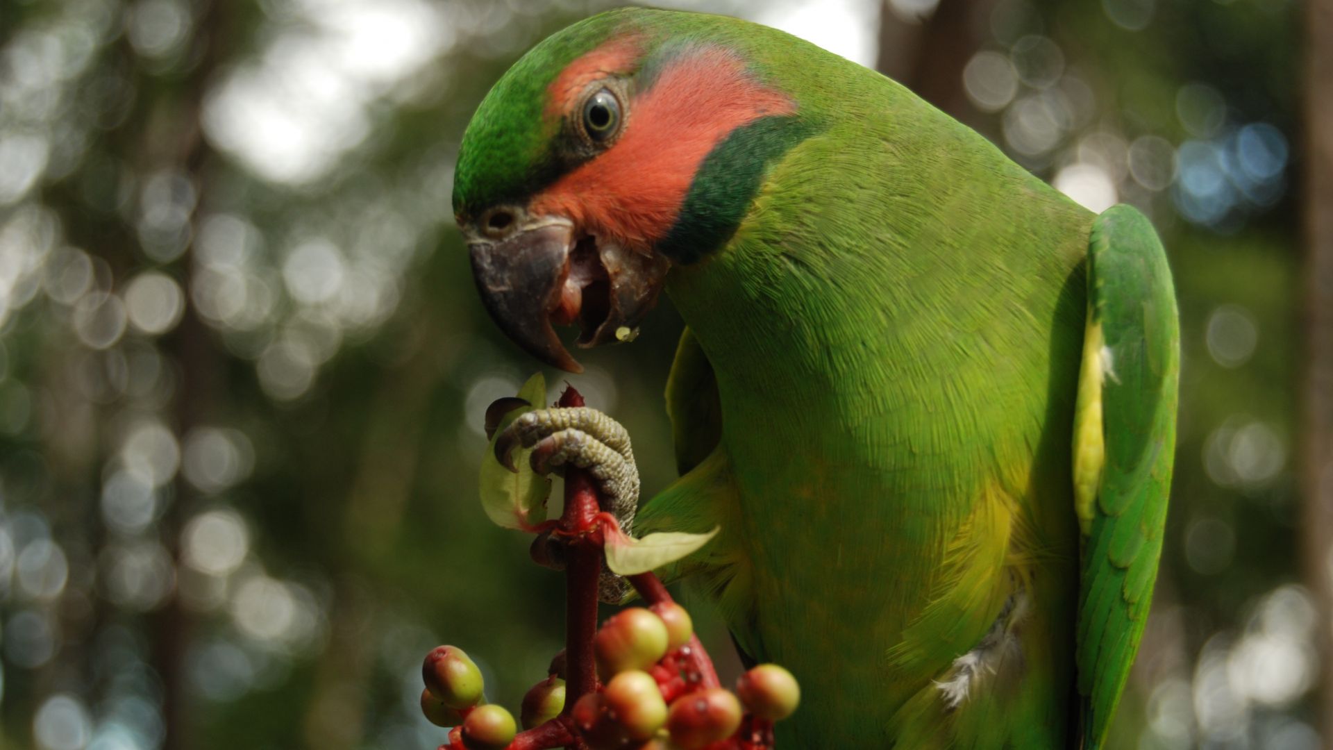 Wallpaper Green parrot, bird, berries, eating