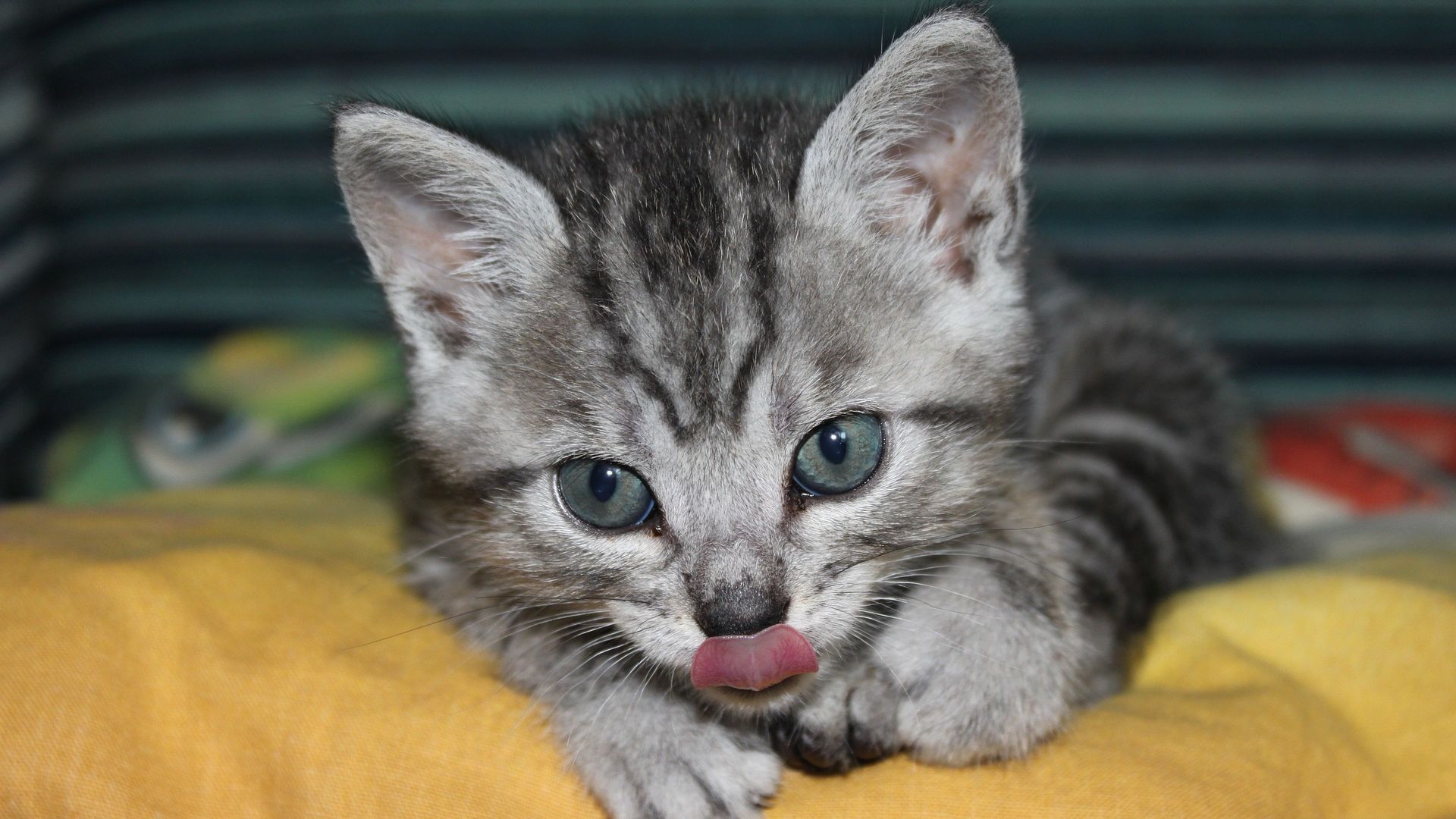 Wallpaper Cat licking, animals, domestic cat, kitten