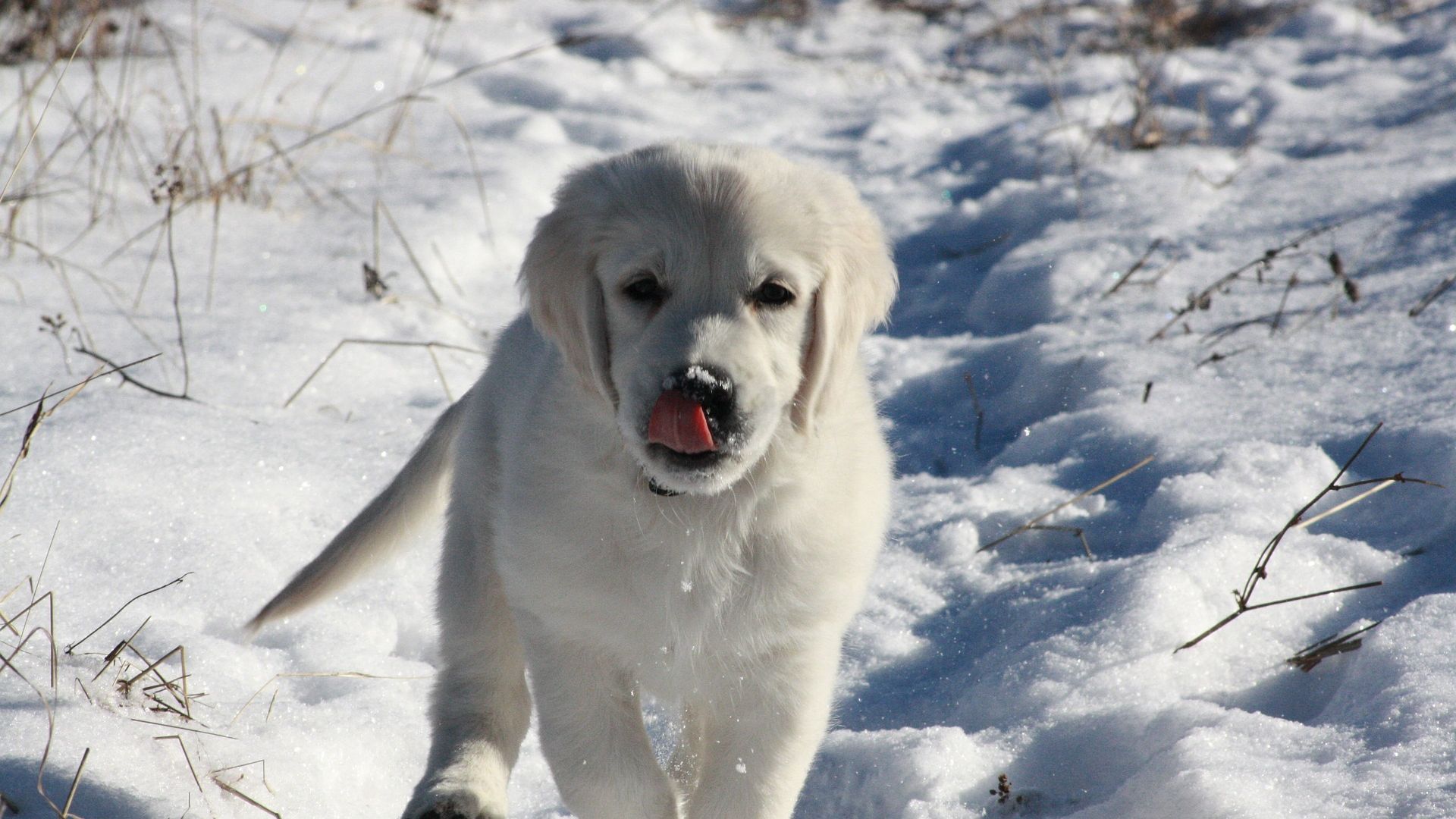 Wallpaper Golden retriever puppy, dog, winter