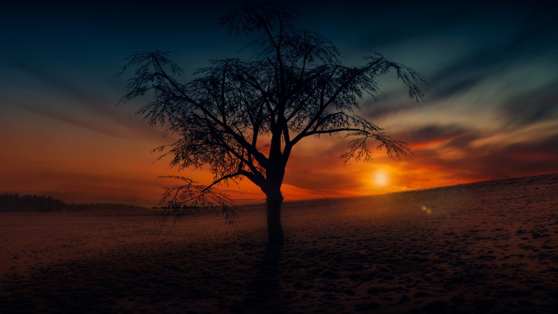 Wallpaper Lone tree, sunset, nature
