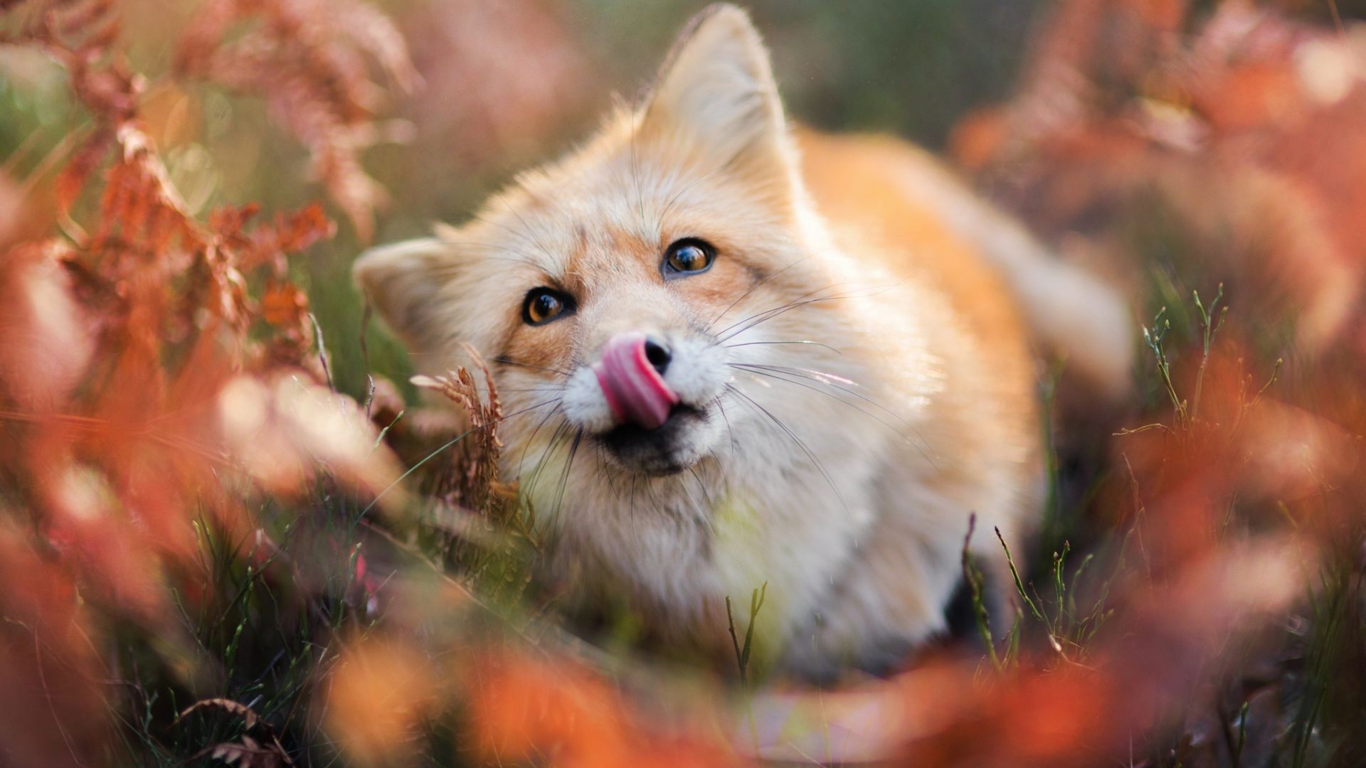 Wallpaper Red fox muzzle