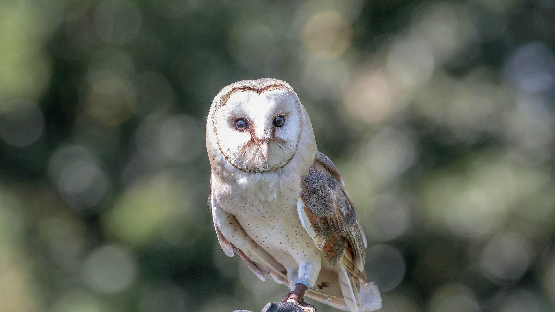 Wallpaper Barn owl, predator, bokeh
