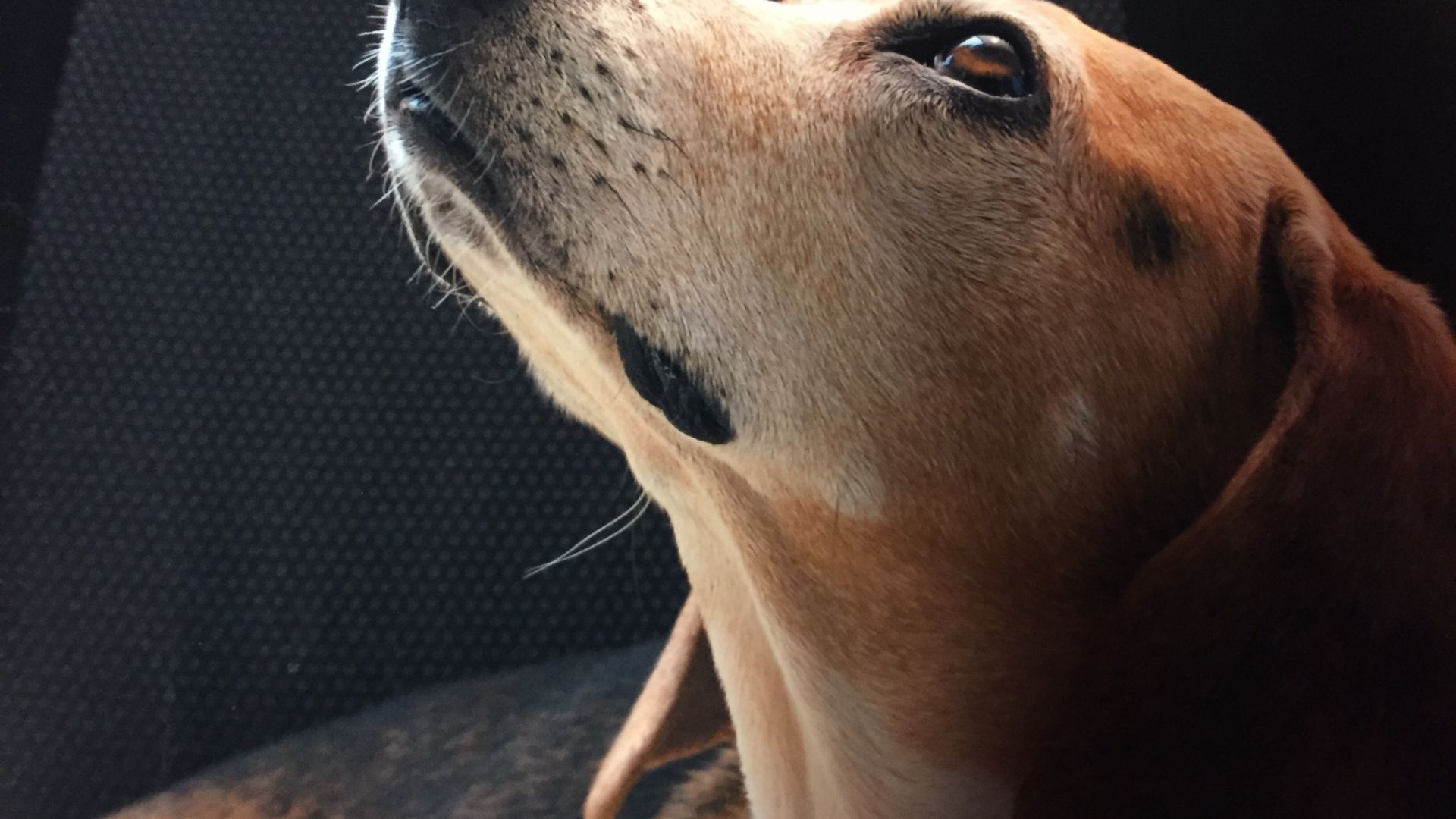 Wallpaper Beagle dog muzzle