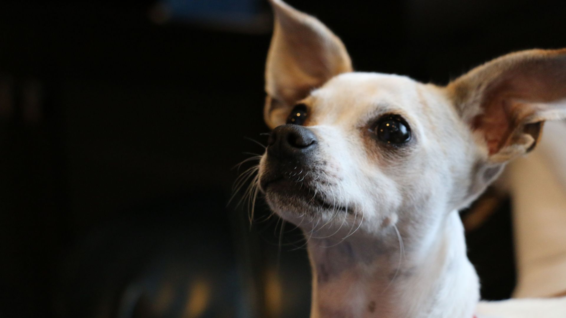 Wallpaper Chihuahua dog