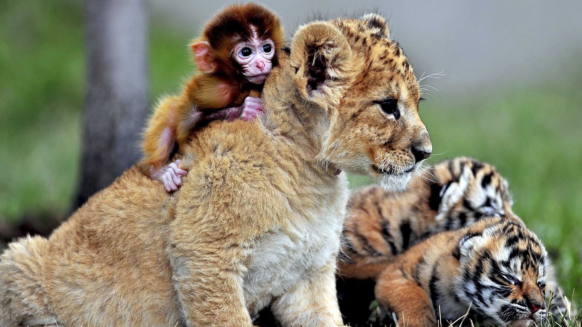 Wallpaper Baby animals, lion, monkey, tiger
