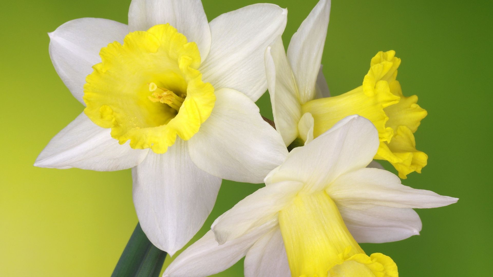 Wallpaper Daffodil, white flowers