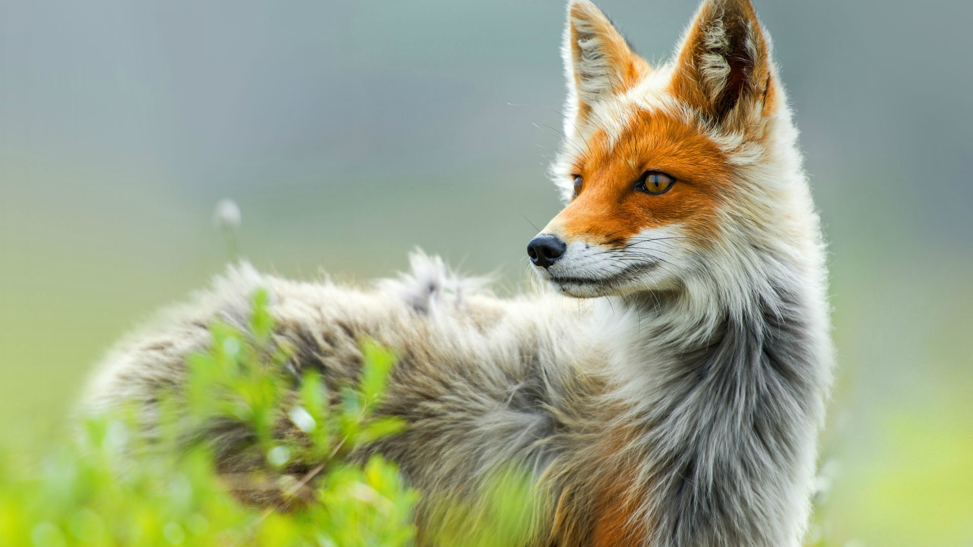 Wallpaper Cute Red fox animal 