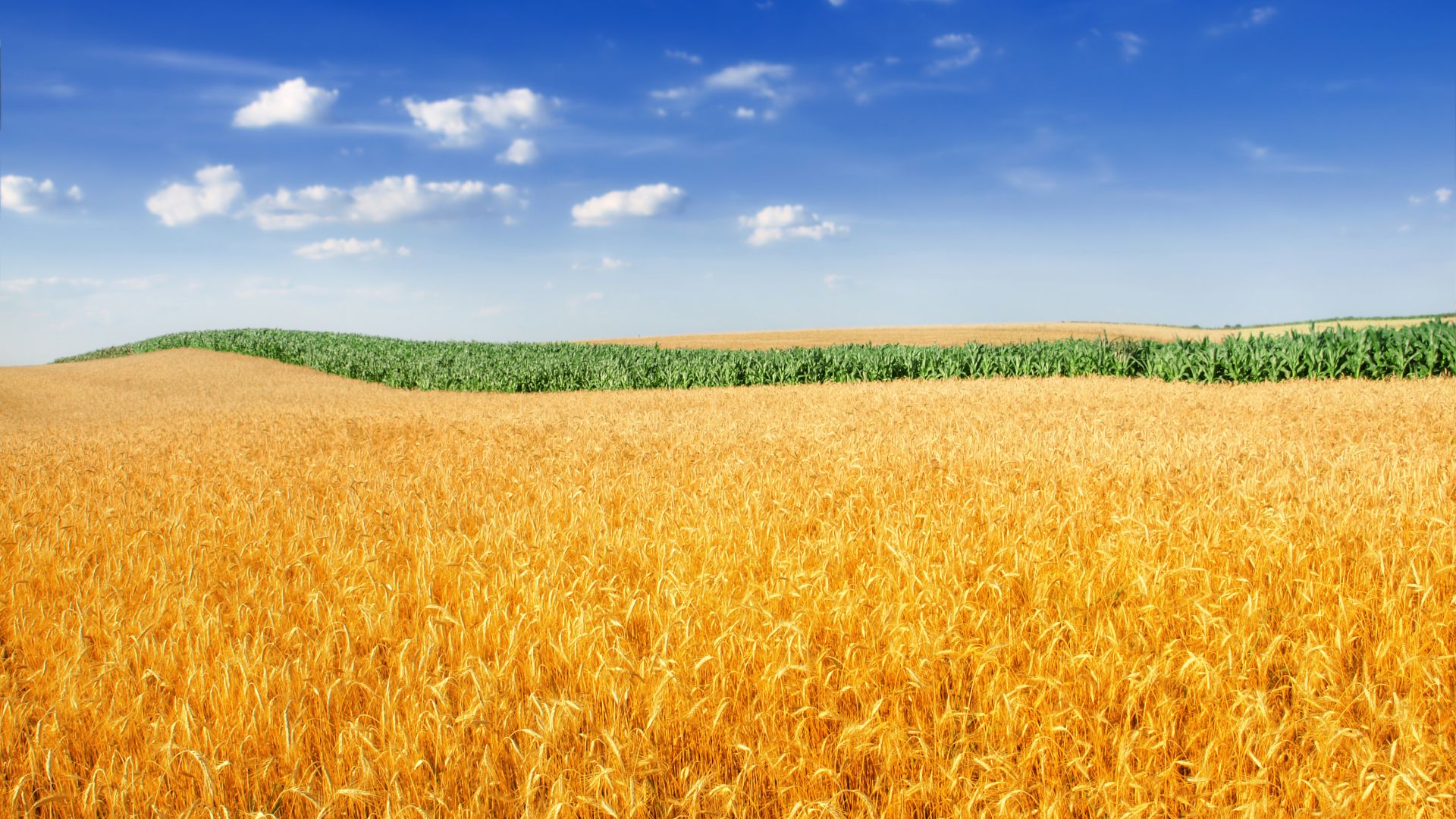 Wallpaper Golden wheat field, farm, sky, landscape, 4k