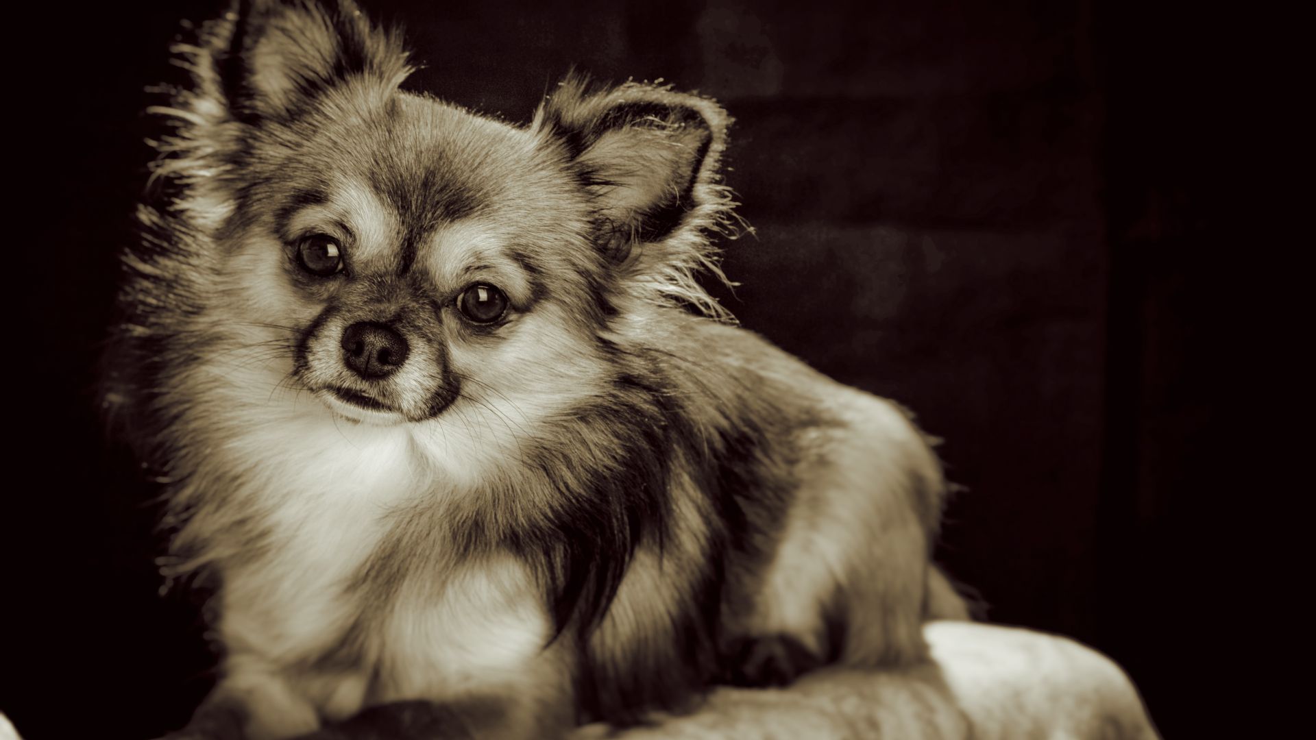 Wallpaper Chihuahua, small pet dog, sepia