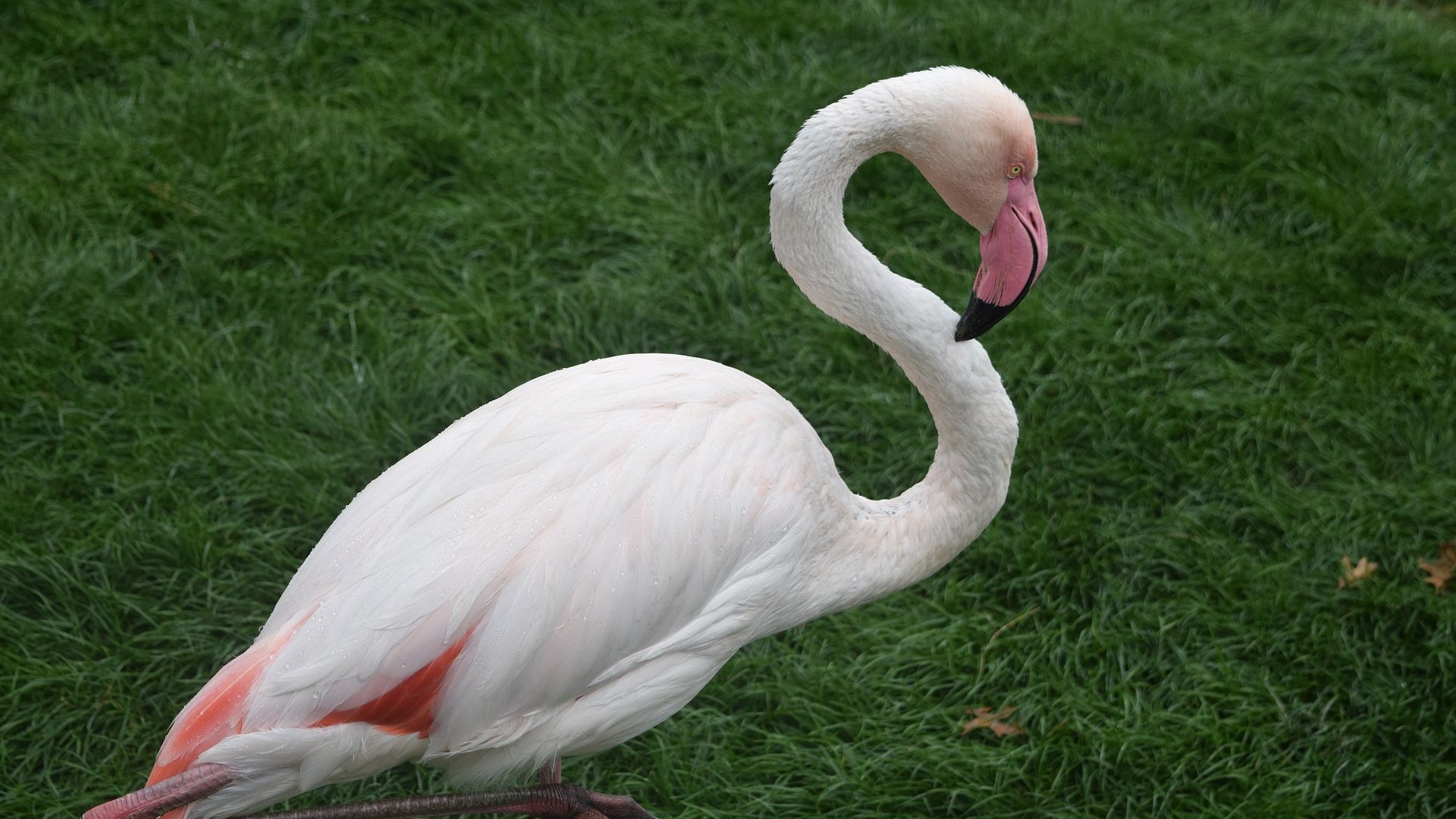 Wallpaper Flamingo, pink bird, water bird