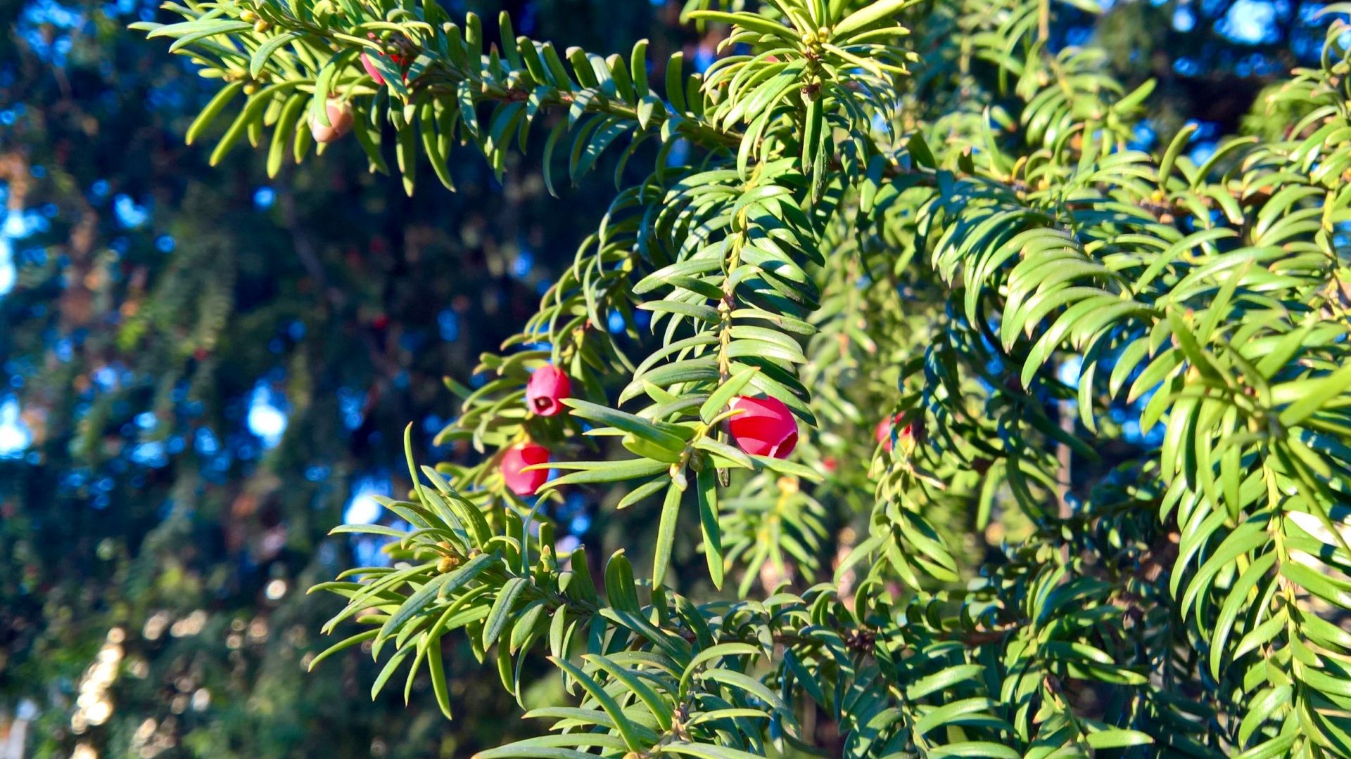Wallpaper European yew conifer flowers, branches