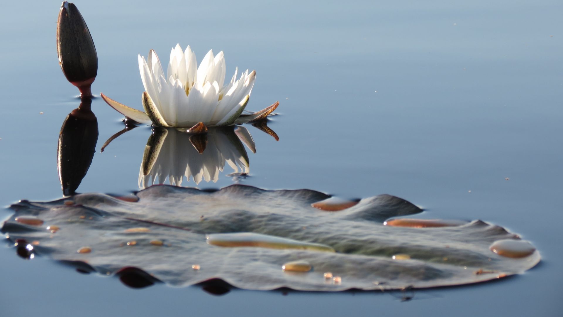 Desktop Wallpaper Water Lily, Lake, Flowers, Hd Image, Picture, Background,  Bcftw