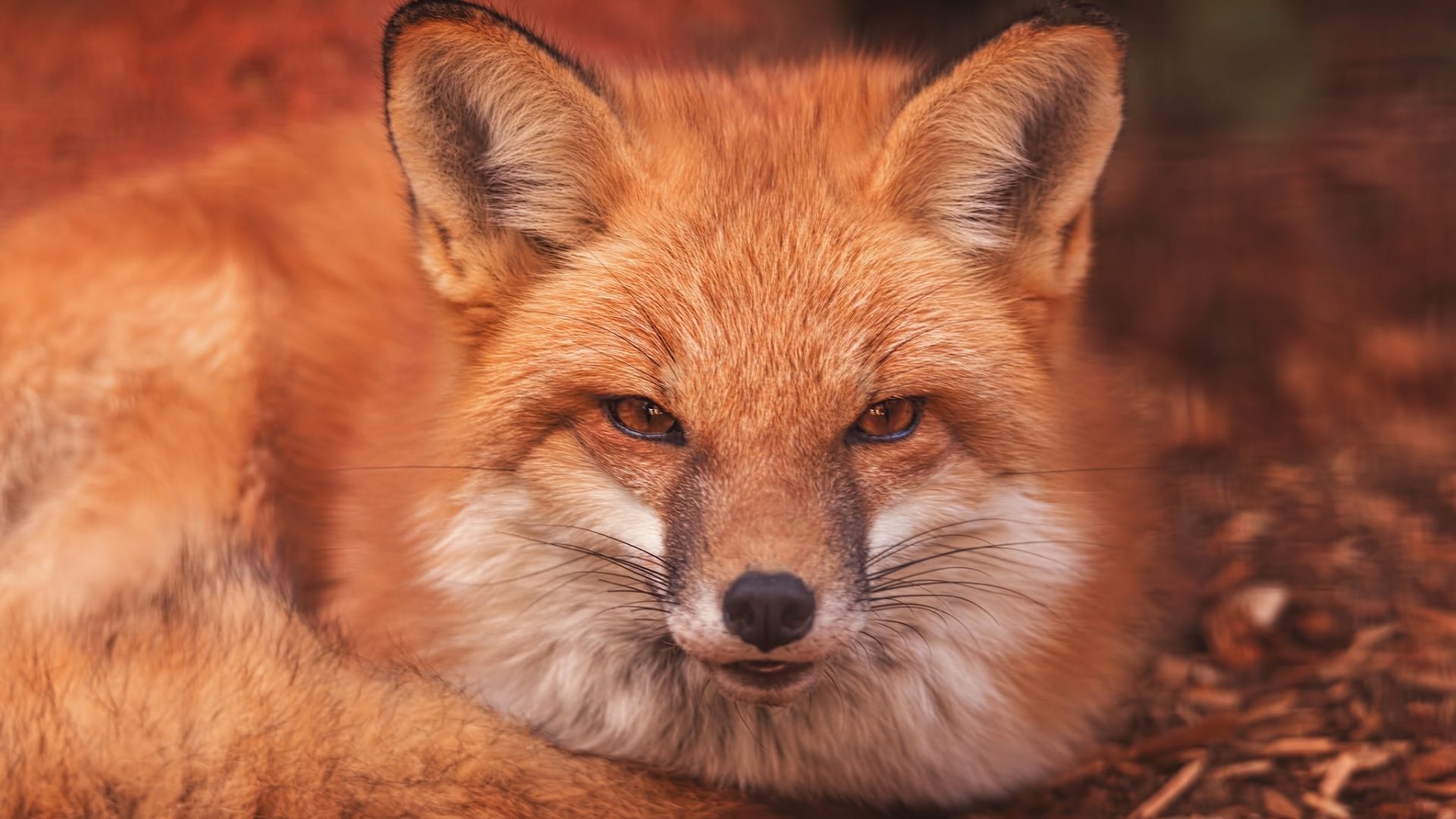 Wallpaper Red fox, cute animal, sitting