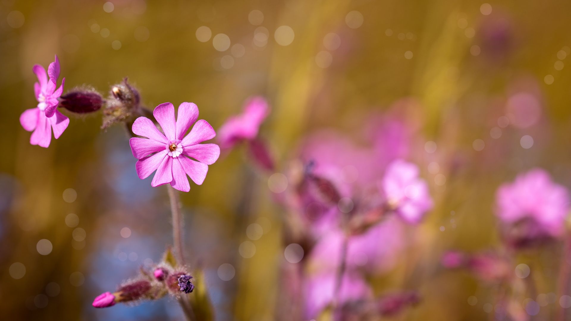 Wallpaper Pink flowers, bokeh, blossom