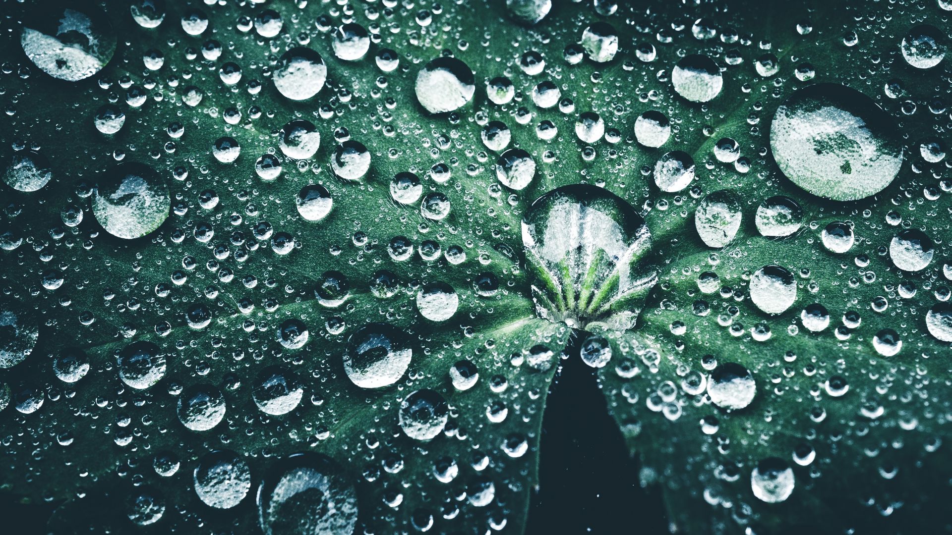 Wallpaper Leaf, drops, close up, dew drops