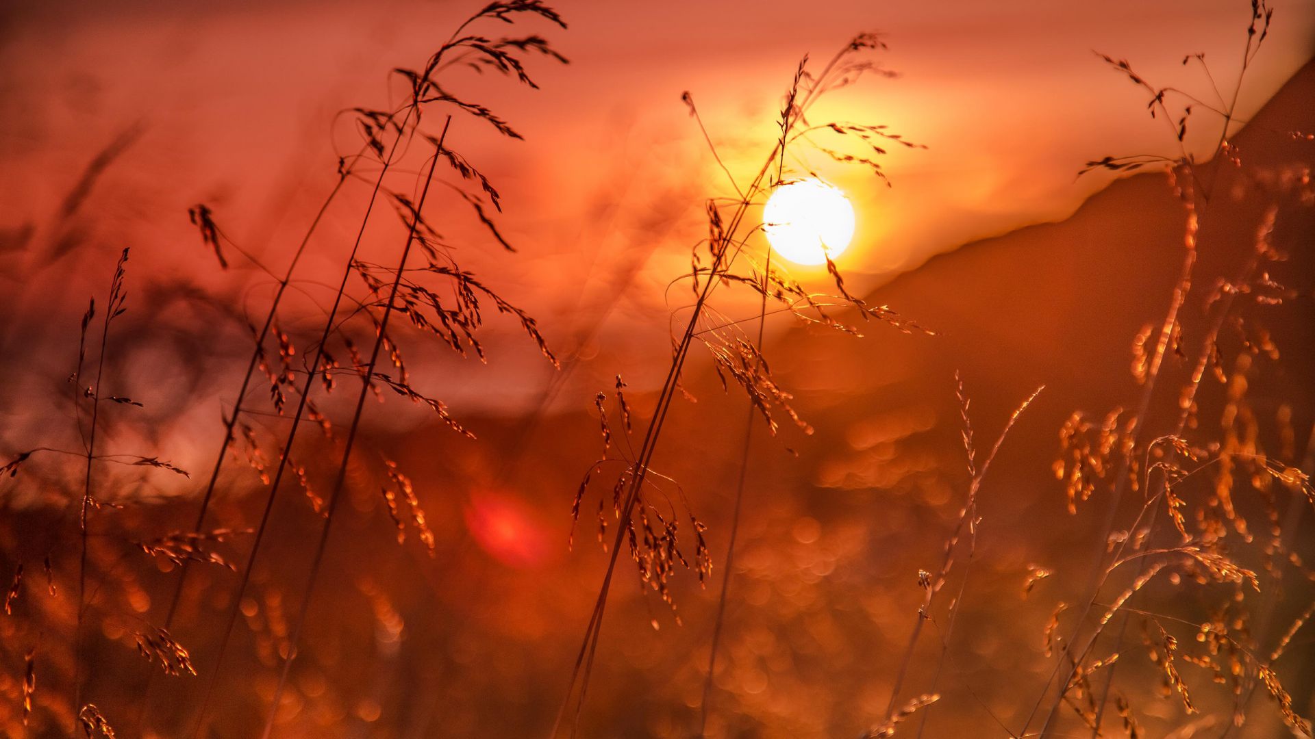 Wallpaper Sunset, sunlight, grass threads, plants