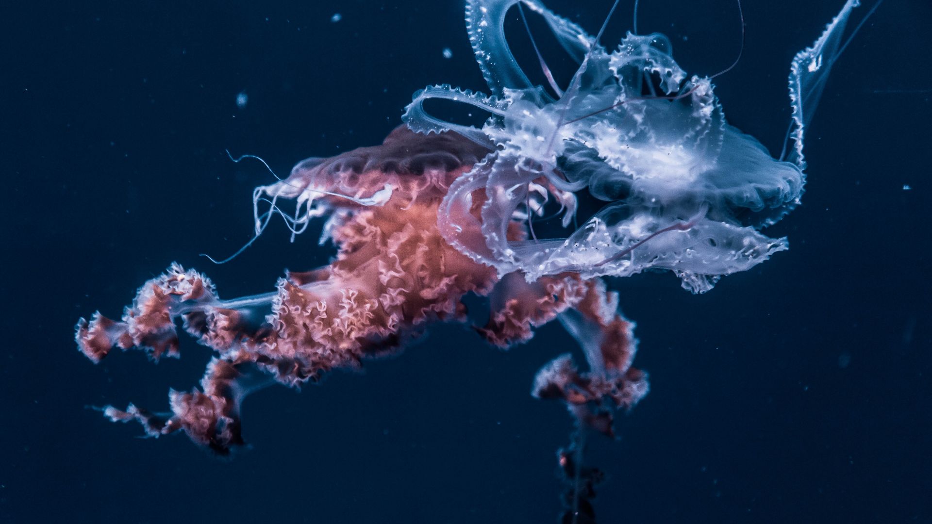 Wallpaper Jellyfish, underwater, animals