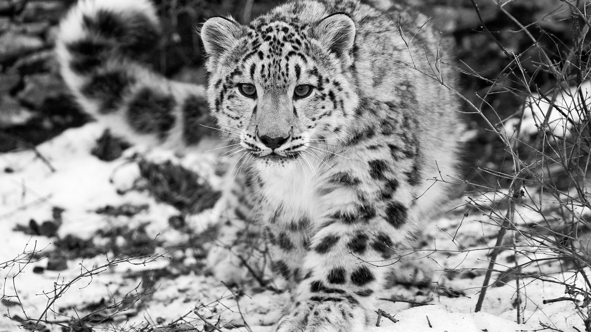 Wallpaper Snow leopard snow hunting attention black and white