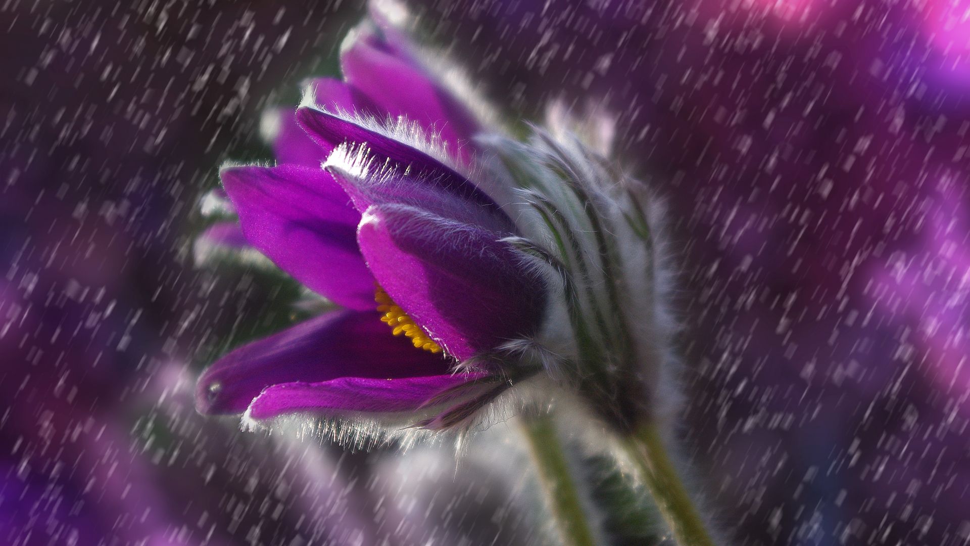 Wallpaper Close up, purple flower, rain