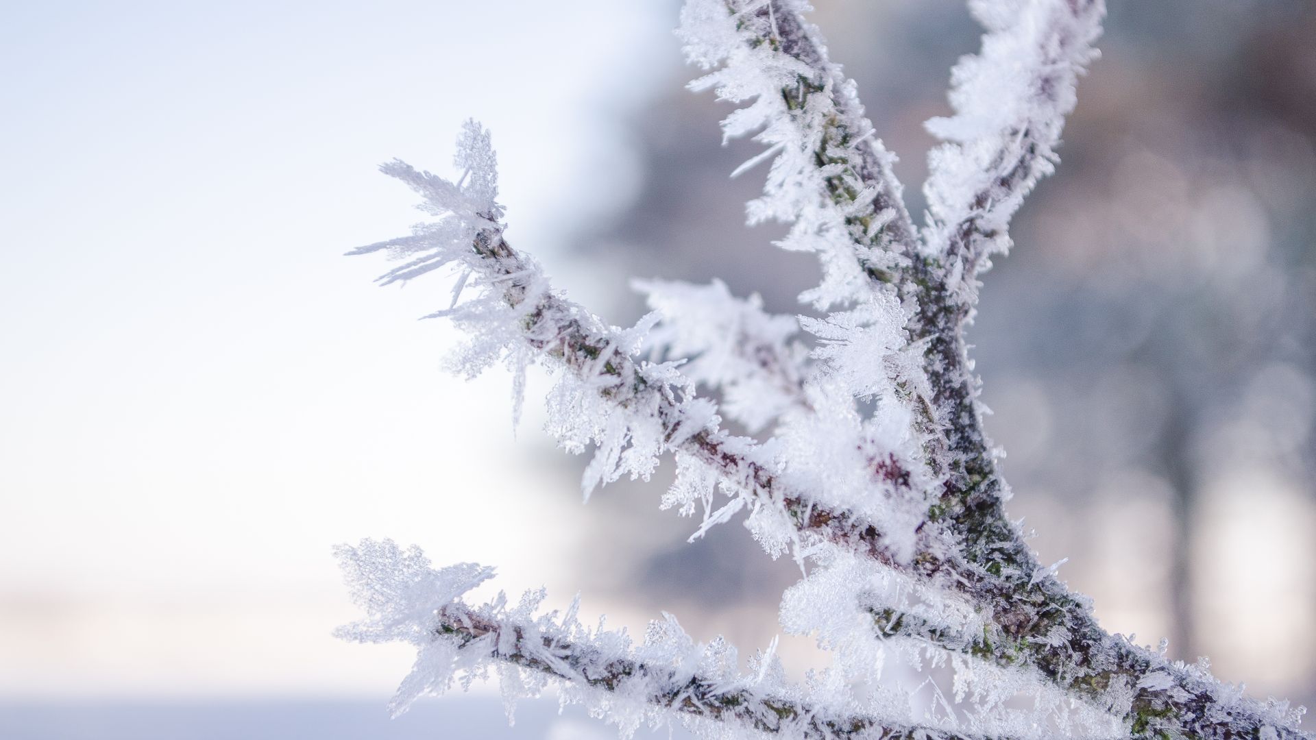 Wallpaper Branch, hoarfrost, frost, snow