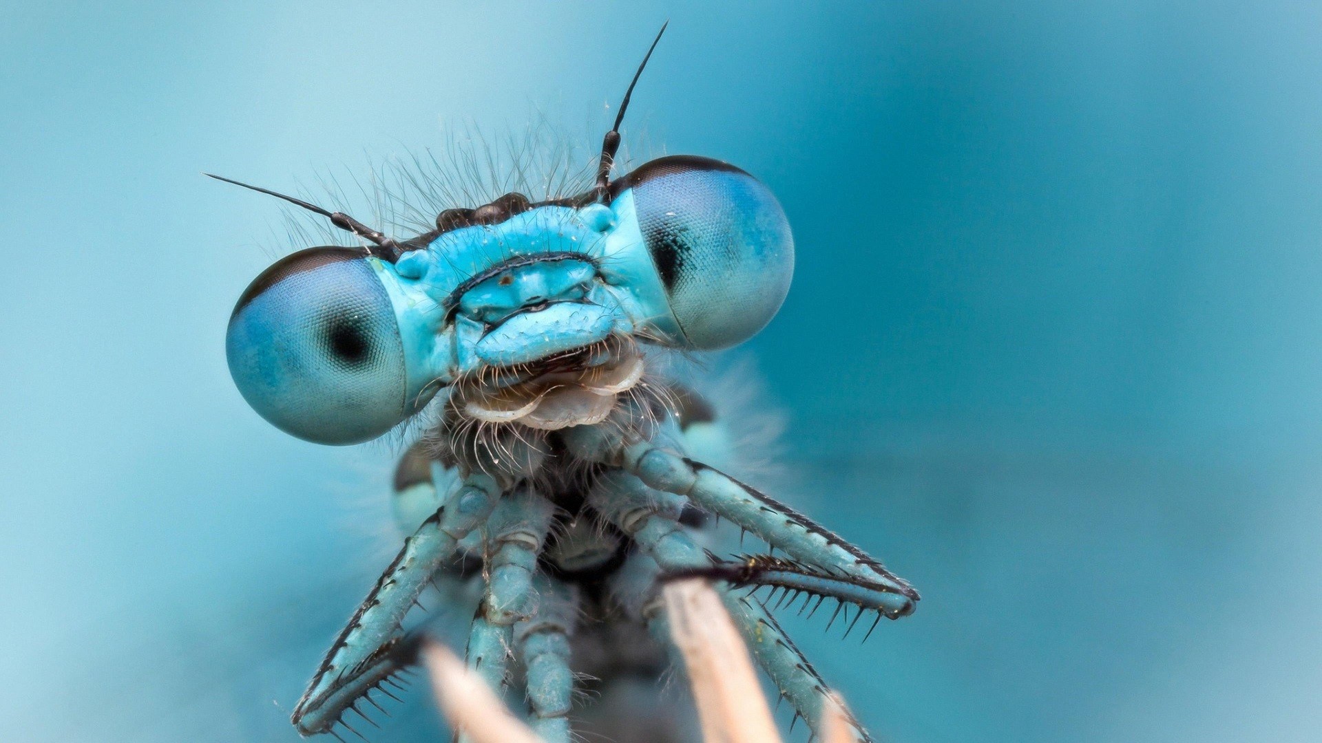 Wallpaper Dragonfly, insect, muzzle, eyes, macro