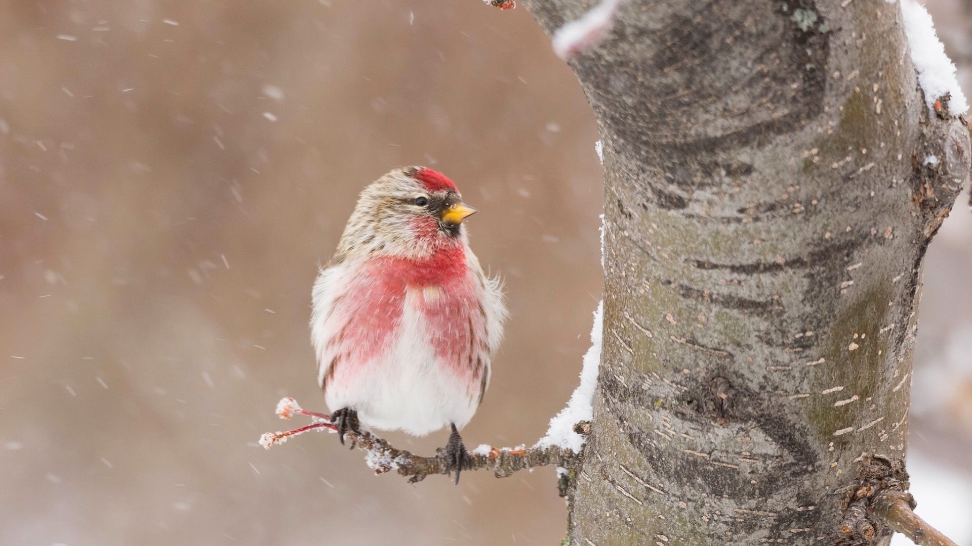 Wallpaper Winter, snow, bird, sitting, tree trunk