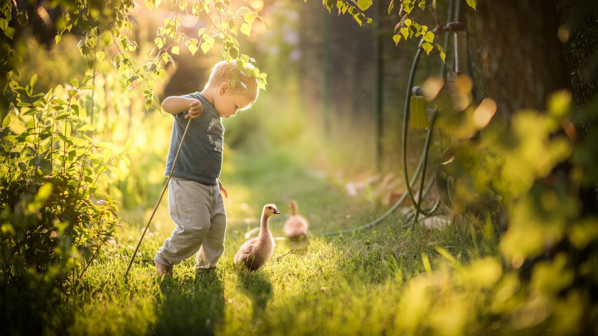 Wallpaper Baby boy with ducks, sunlight, garden
