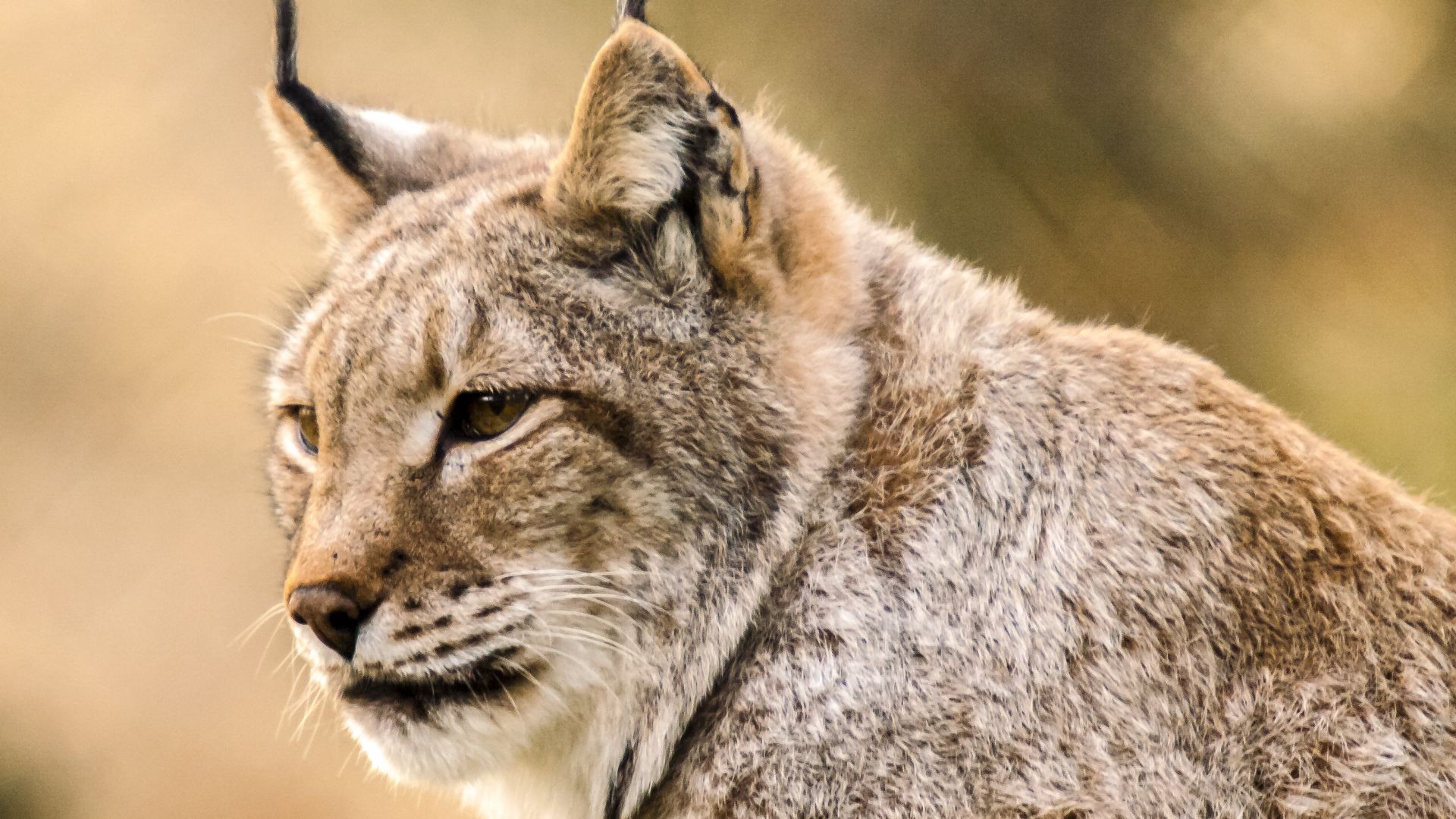 Wallpaper Lynx, wild cat, wildlife, muzzle