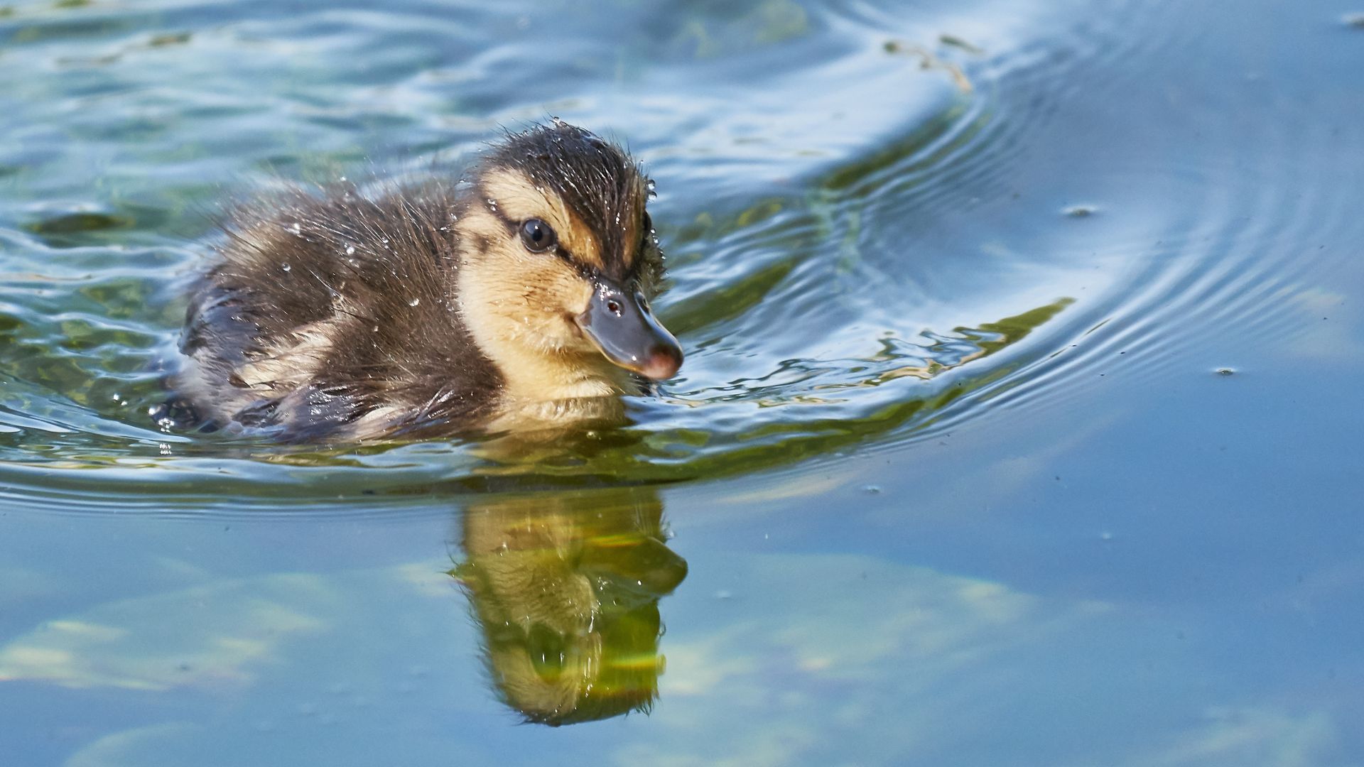 Wallpaper Baby goose, swim, bird