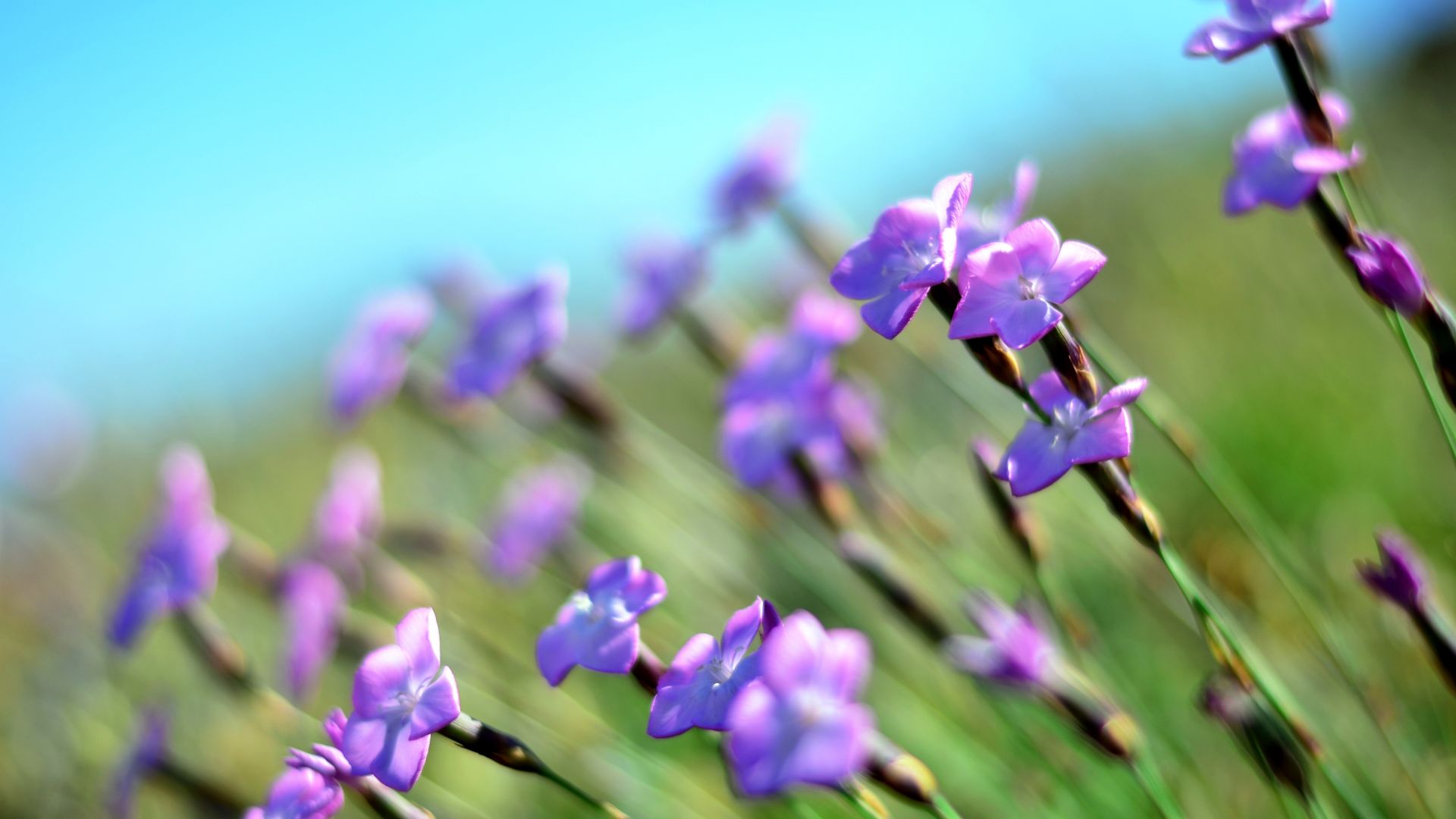 Wallpaper Flowers, wild purple, meadow