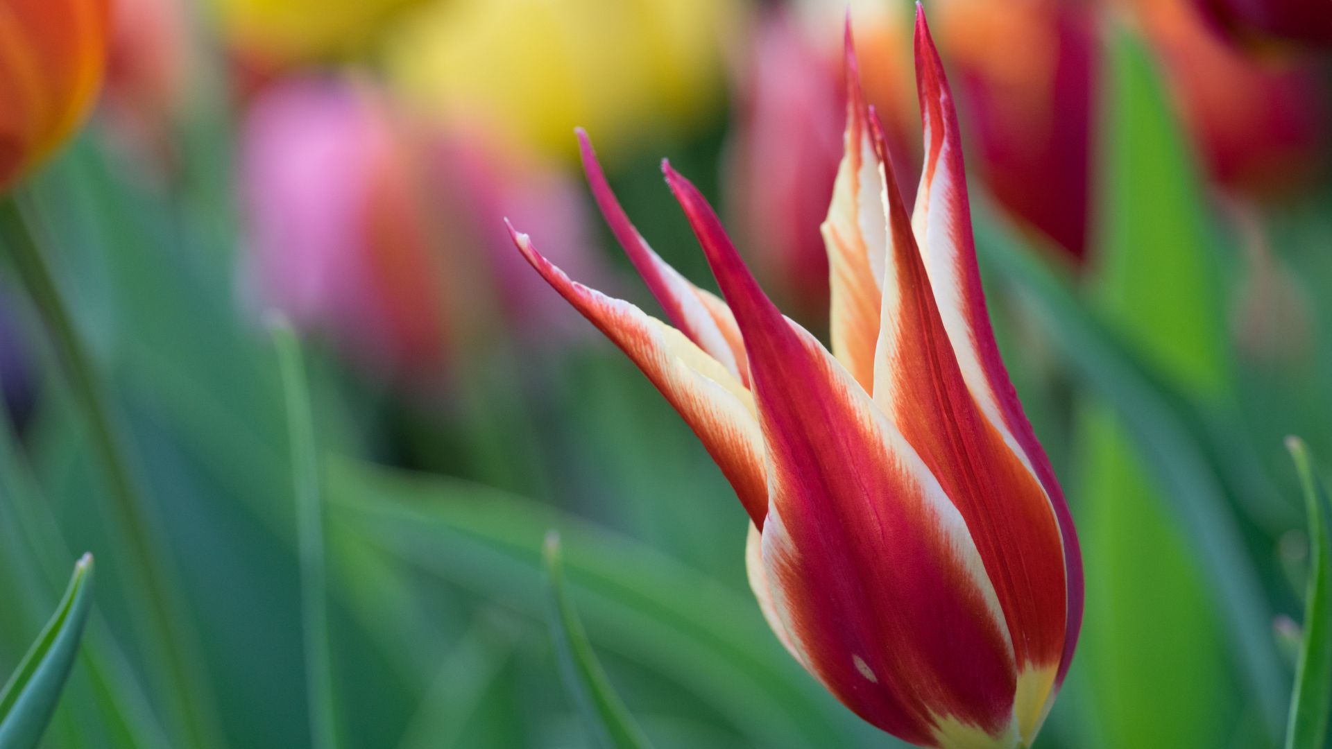 Wallpaper Flower, pink blossom