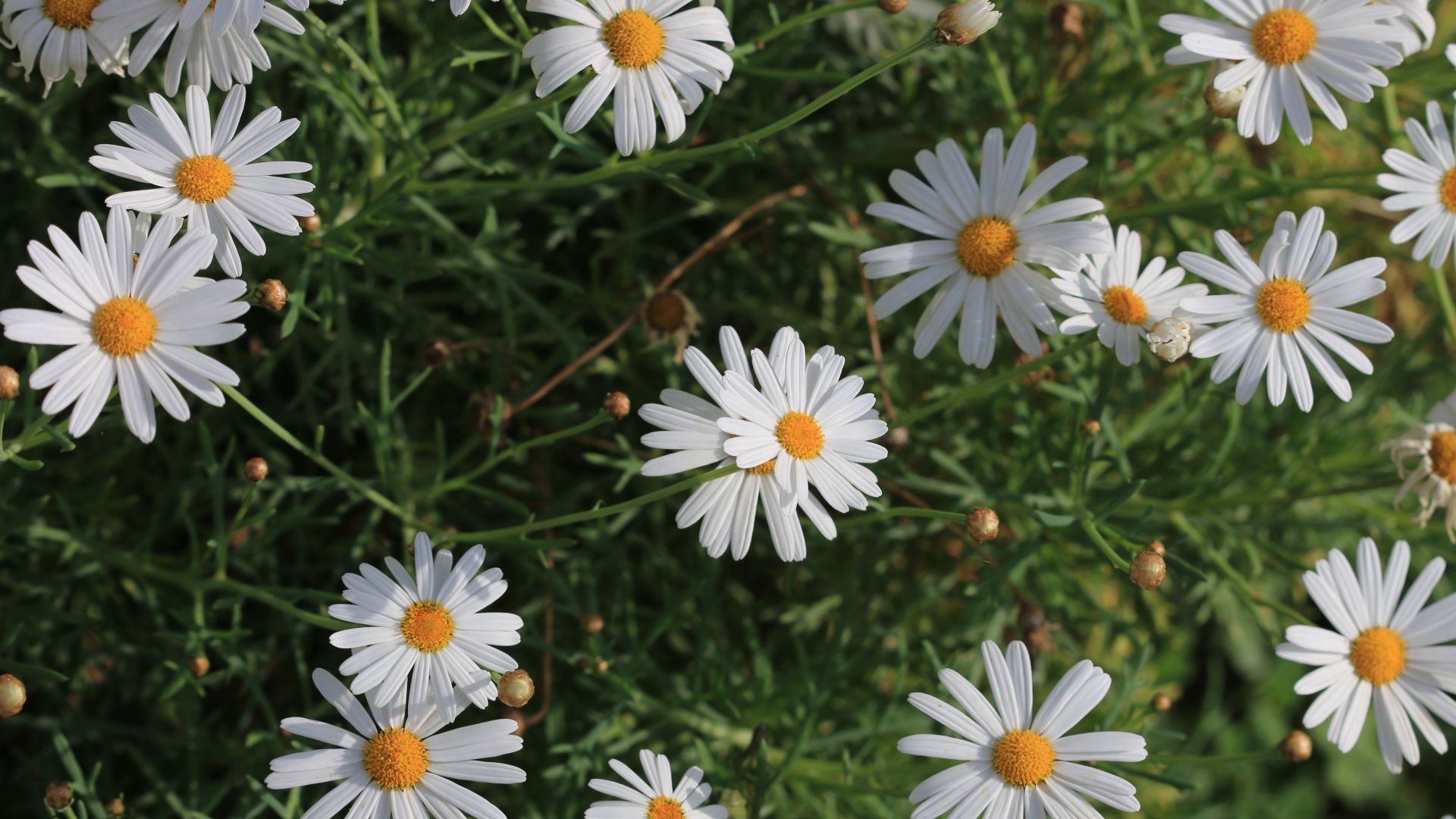 Wallpaper Daisy, white flowers, park, plants