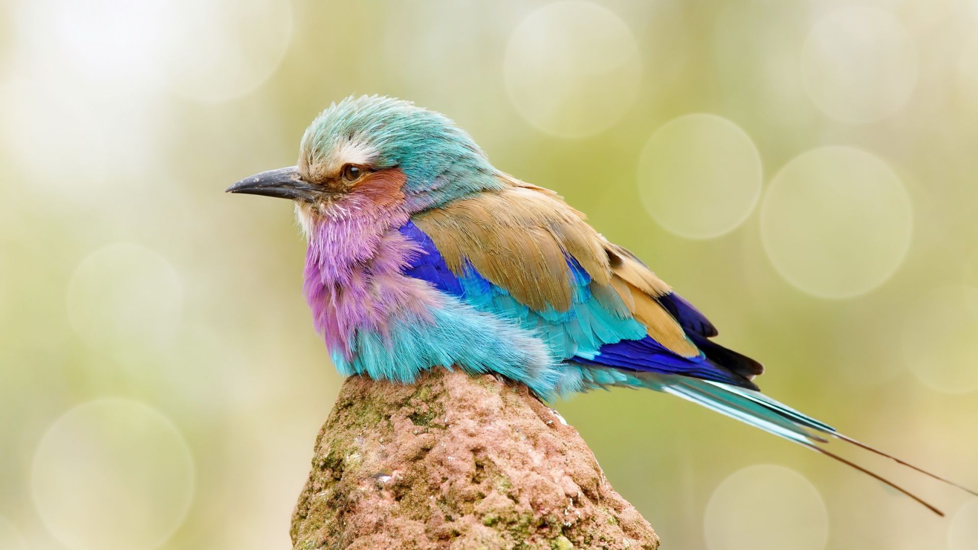Wallpaper Colorful, small bird, cute