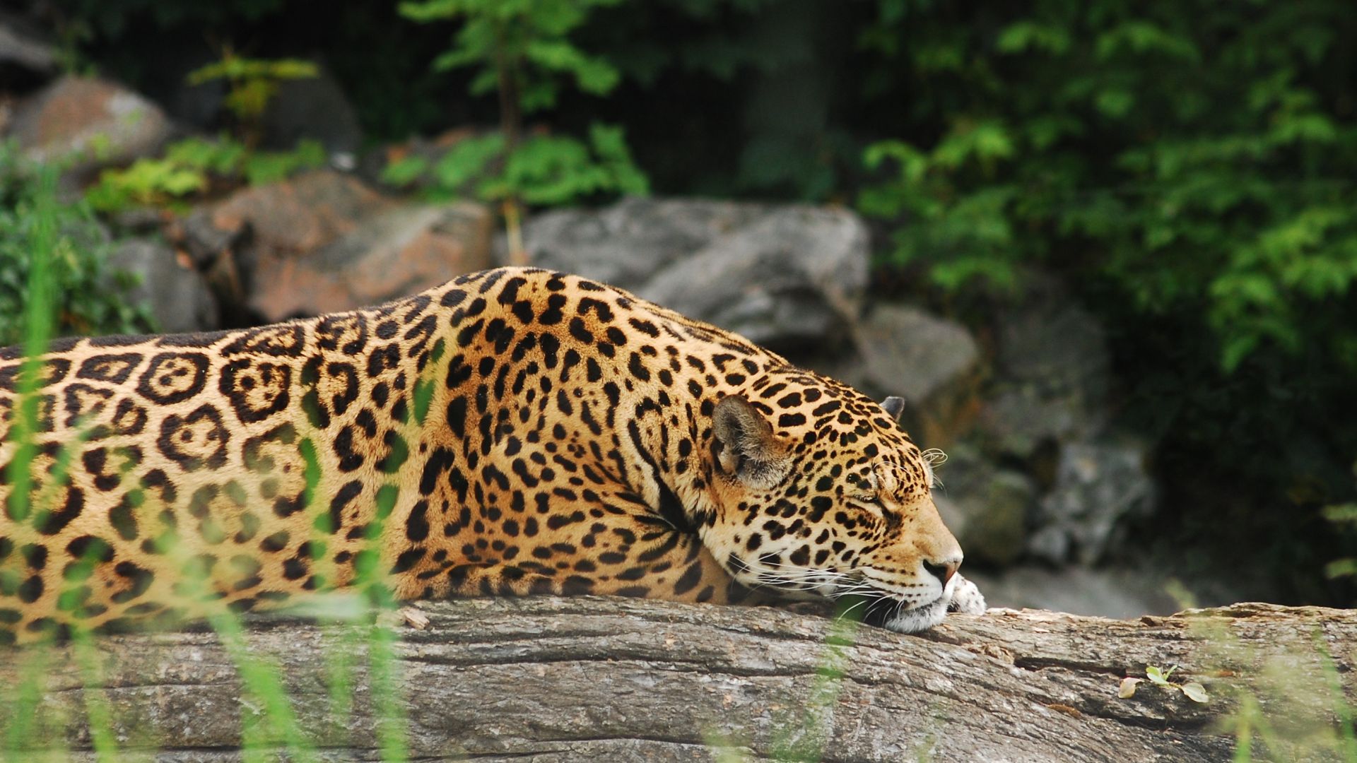 Wallpaper Wild cat, leopard, predator, rest, spotted animal