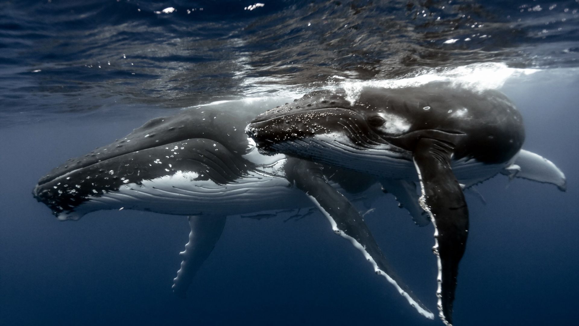 Wallpaper Blue whale animals