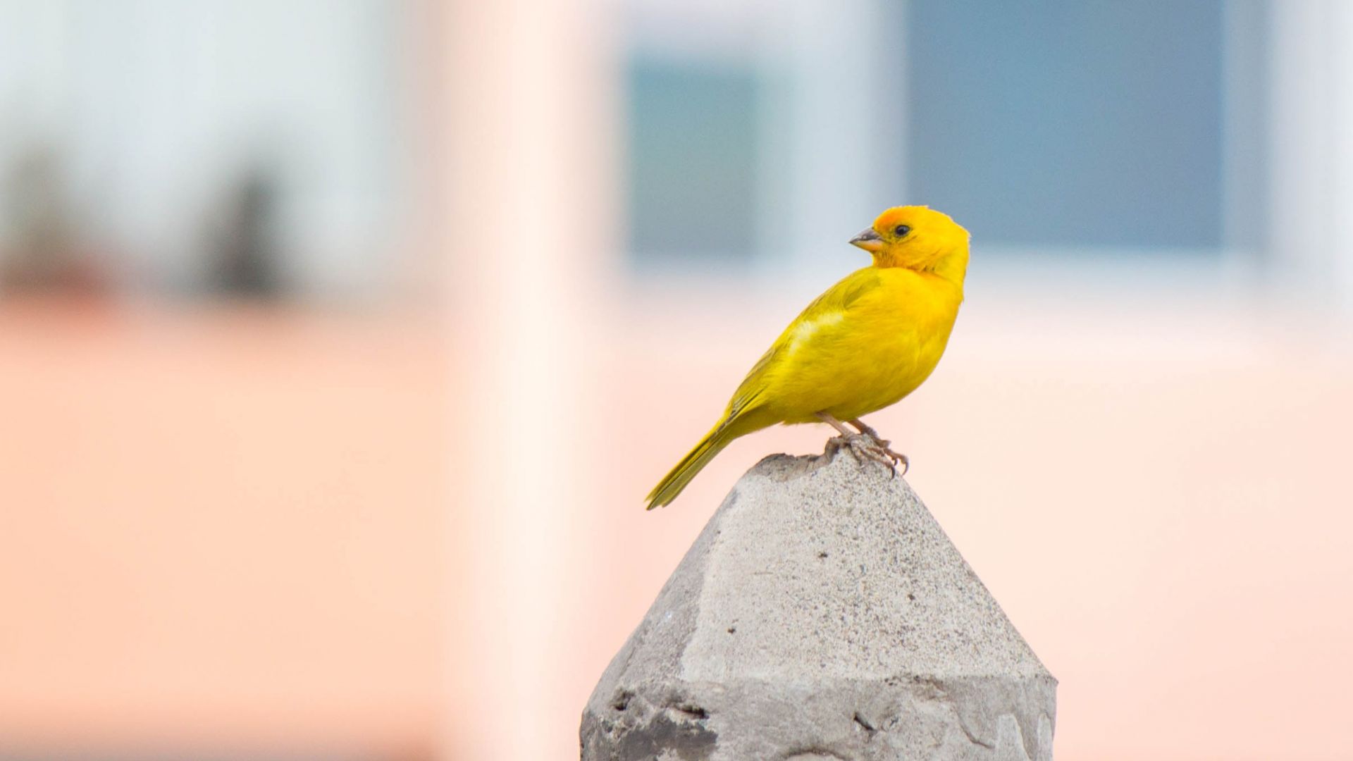 Wallpaper Small yellow, bird, sit