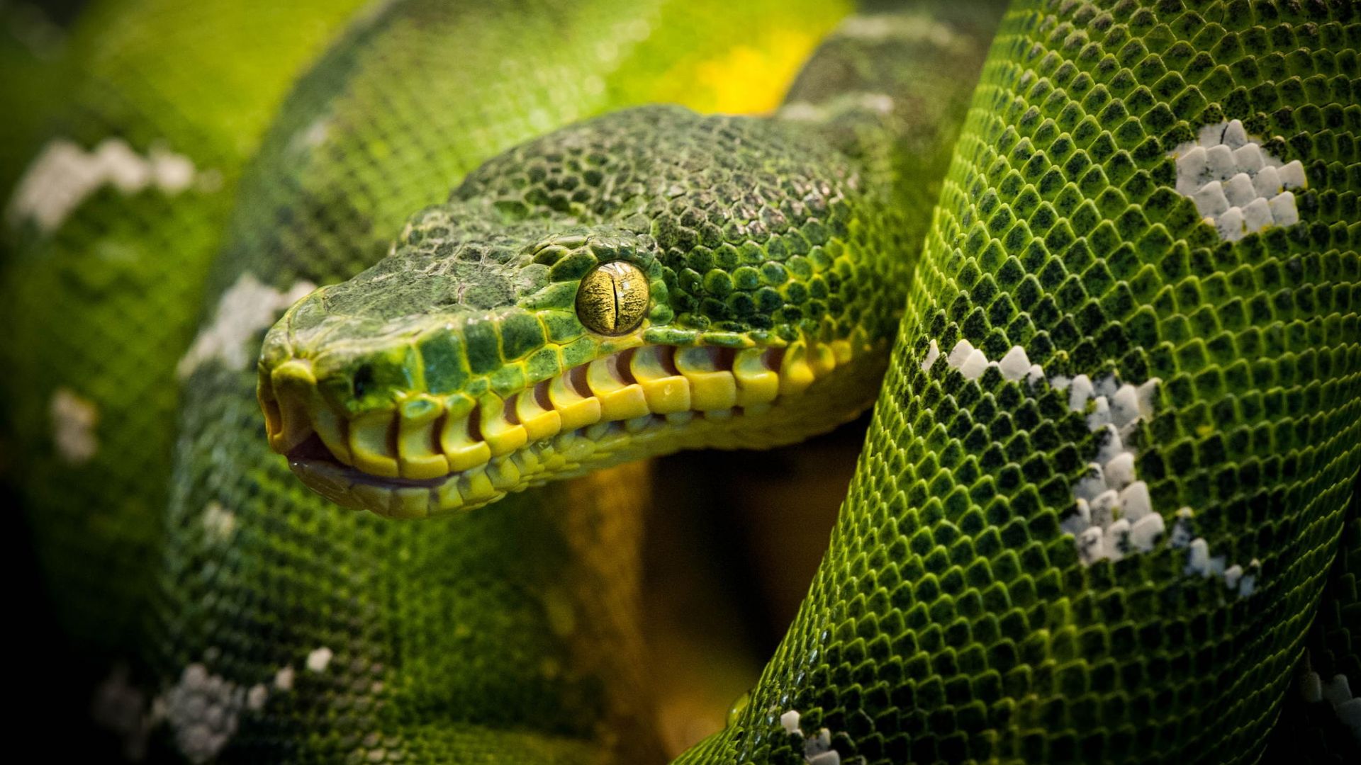 Wallpaper Snake reptile