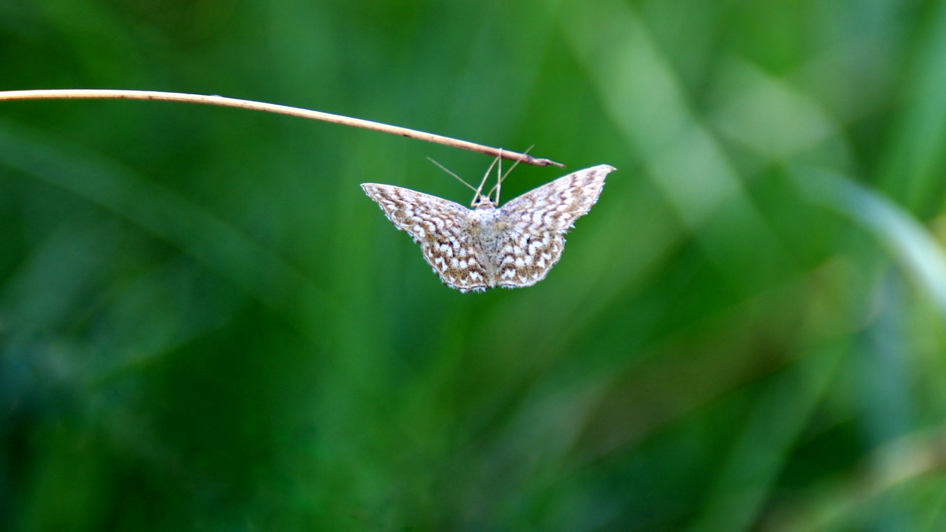 Wallpaper Butterfly, moth, hang, close up