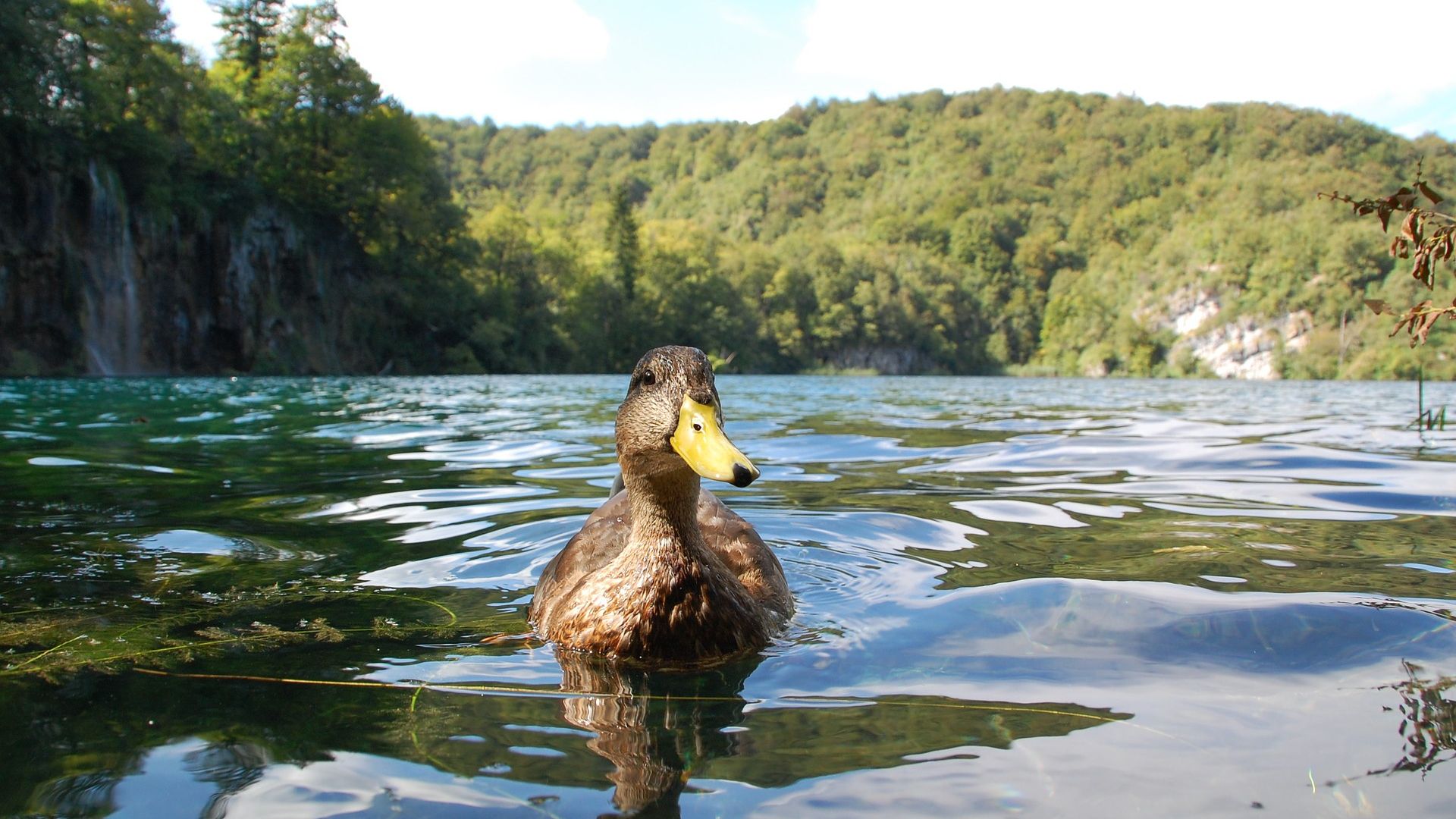 Wallpaper Duck, bird, lake, swim