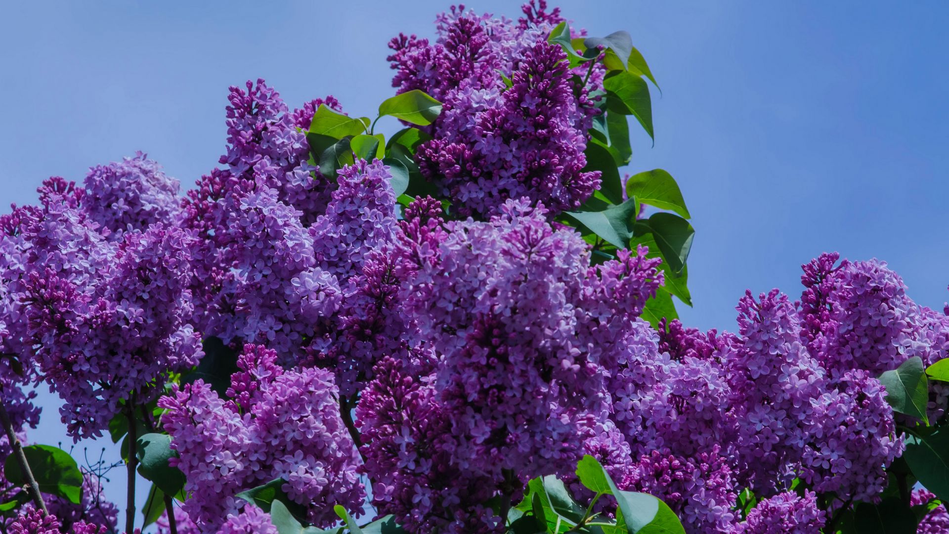 Lilacs in the bowl wallpaper  Flower wallpapers  52993