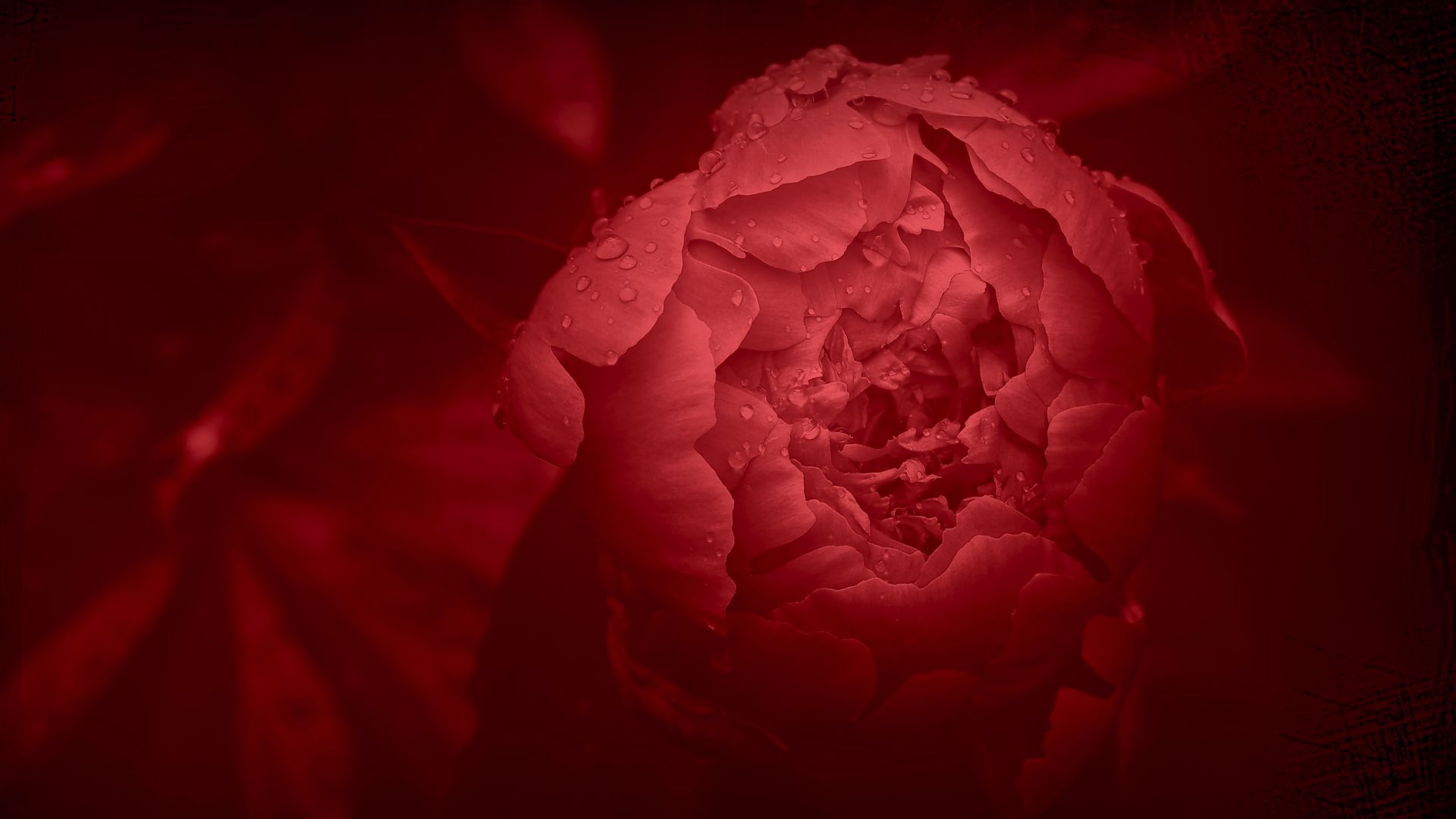 Wallpaper Peony, red flower, petals, close up, drops