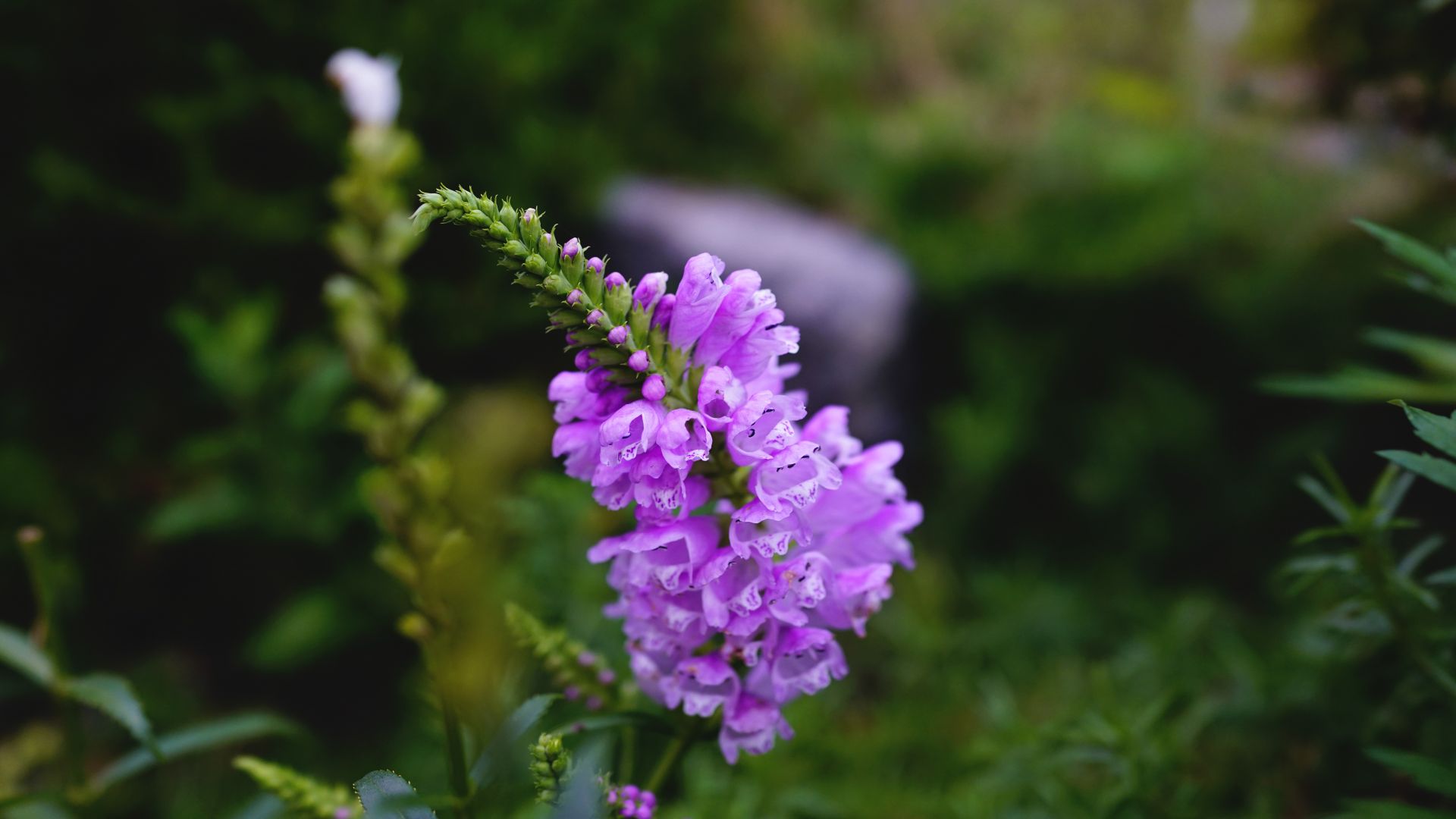 Wallpaper White purple, wild, flower