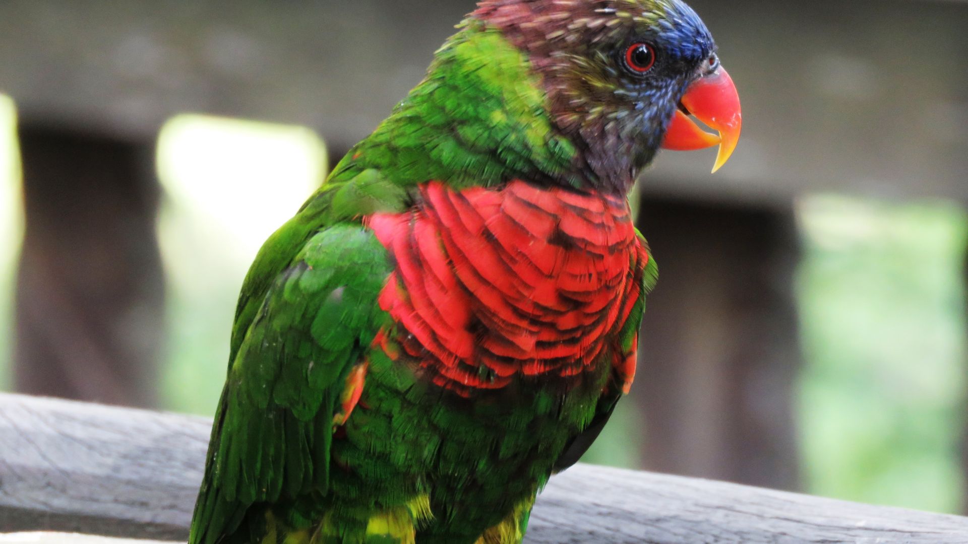 Wallpaper Parrot bird, Rainbow Lorikeet, bird, colorful