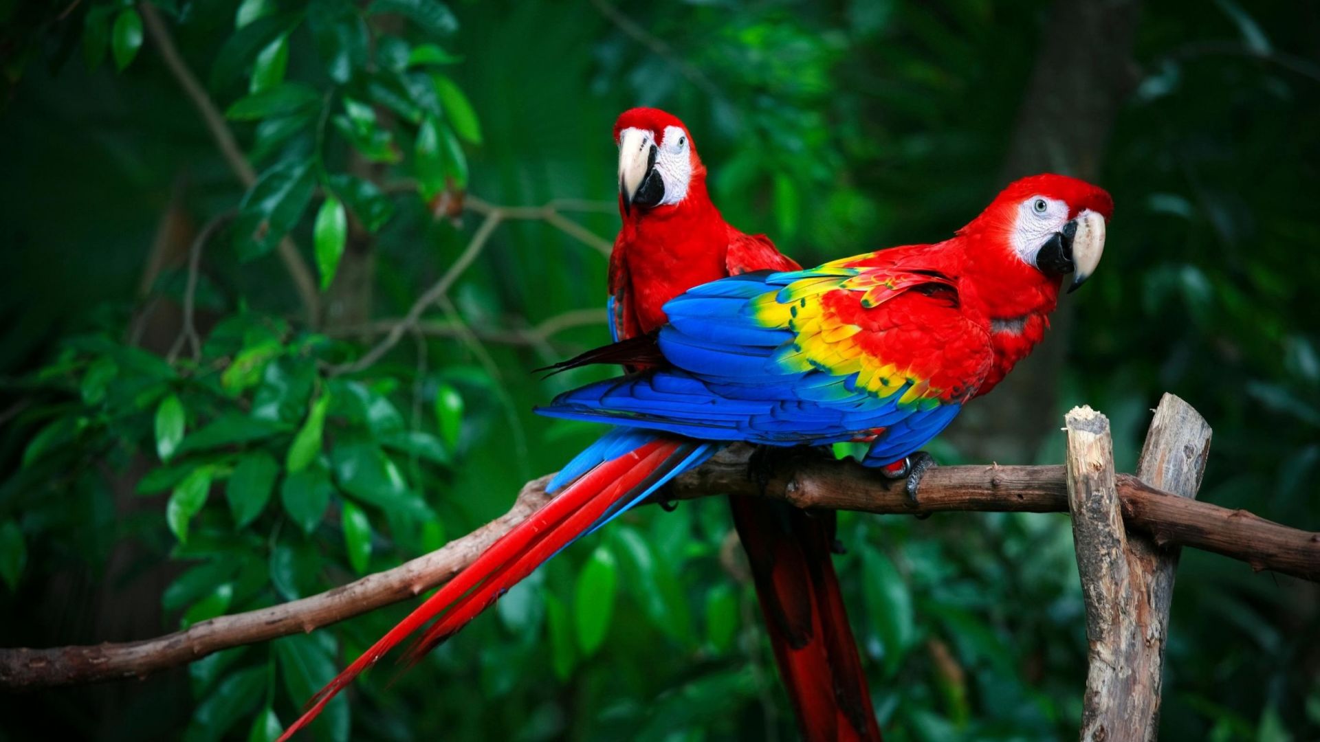 Wallpaper Pair, colorful birds, macaw